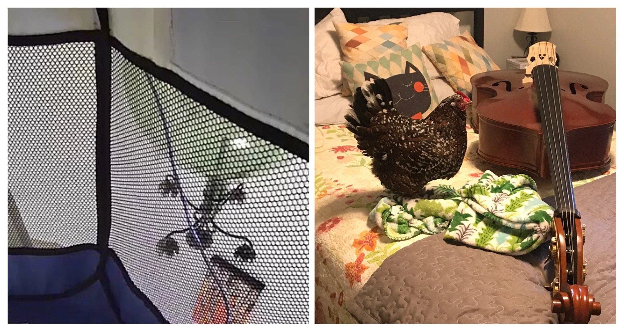 Diaries of a House Chicken Part 4: Social Calendar &amp; Such