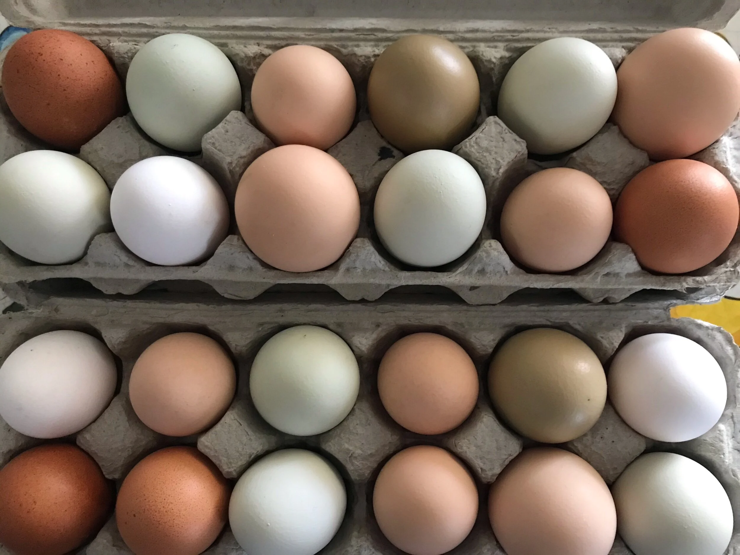 What Color is Your Egg?