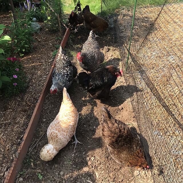Pretty sure you already know, but it&rsquo;s hot! The Ladies are being mostly good sports about phase2 of reseeding the backyard and have flocked to the only accessible shady dirt patch. #backyardchickens