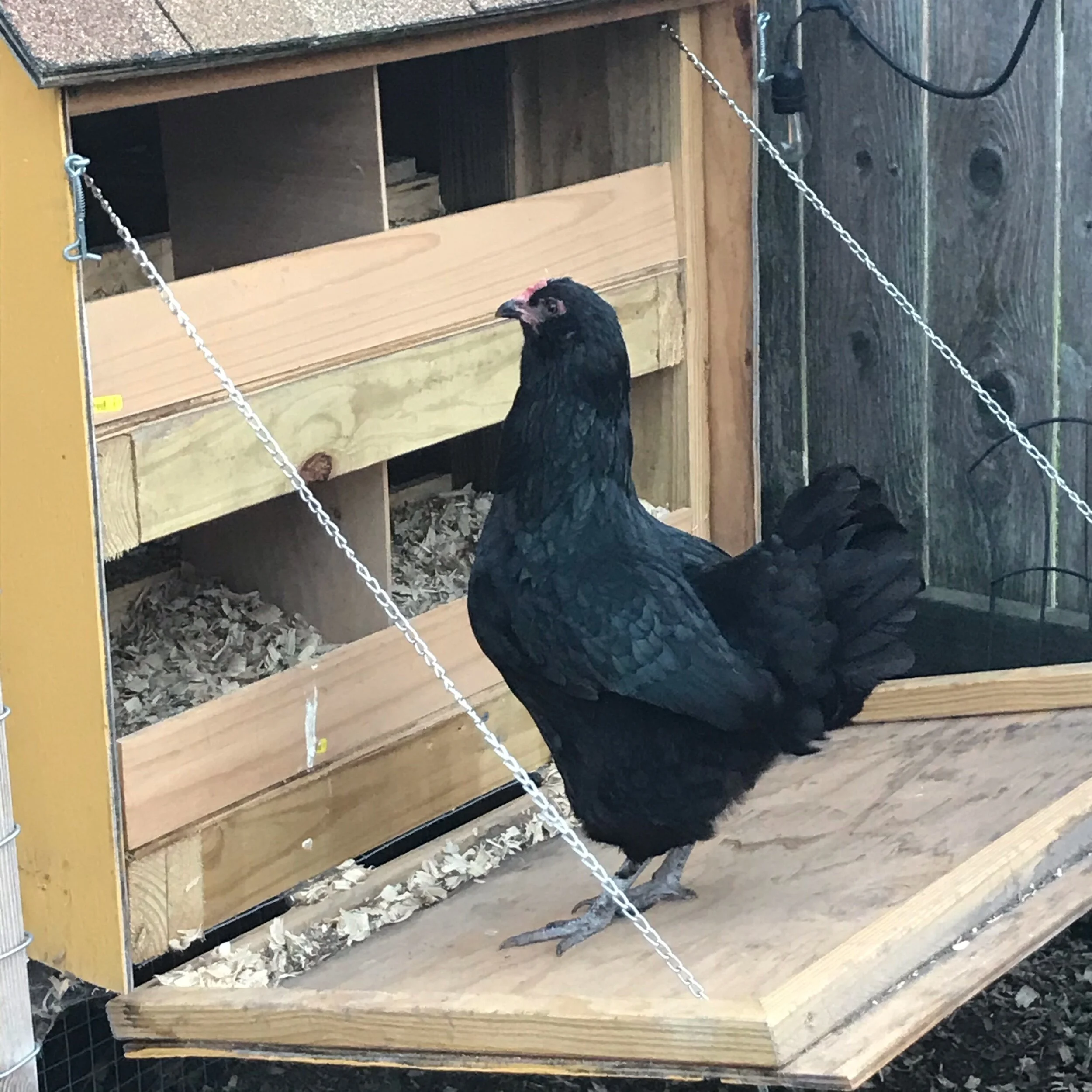 Broody Woes: Olive Edition