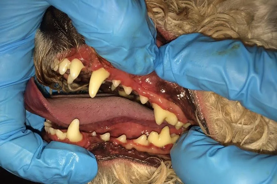 k-9smiles_after.jpg