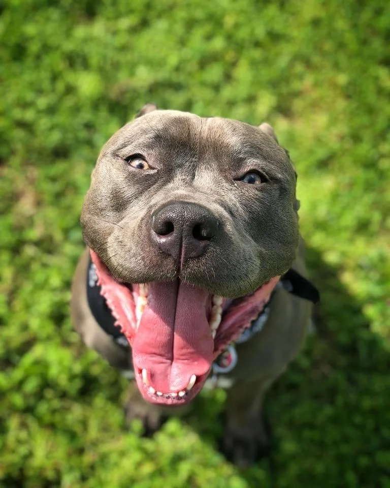 Can I Brush My Dog Every Day