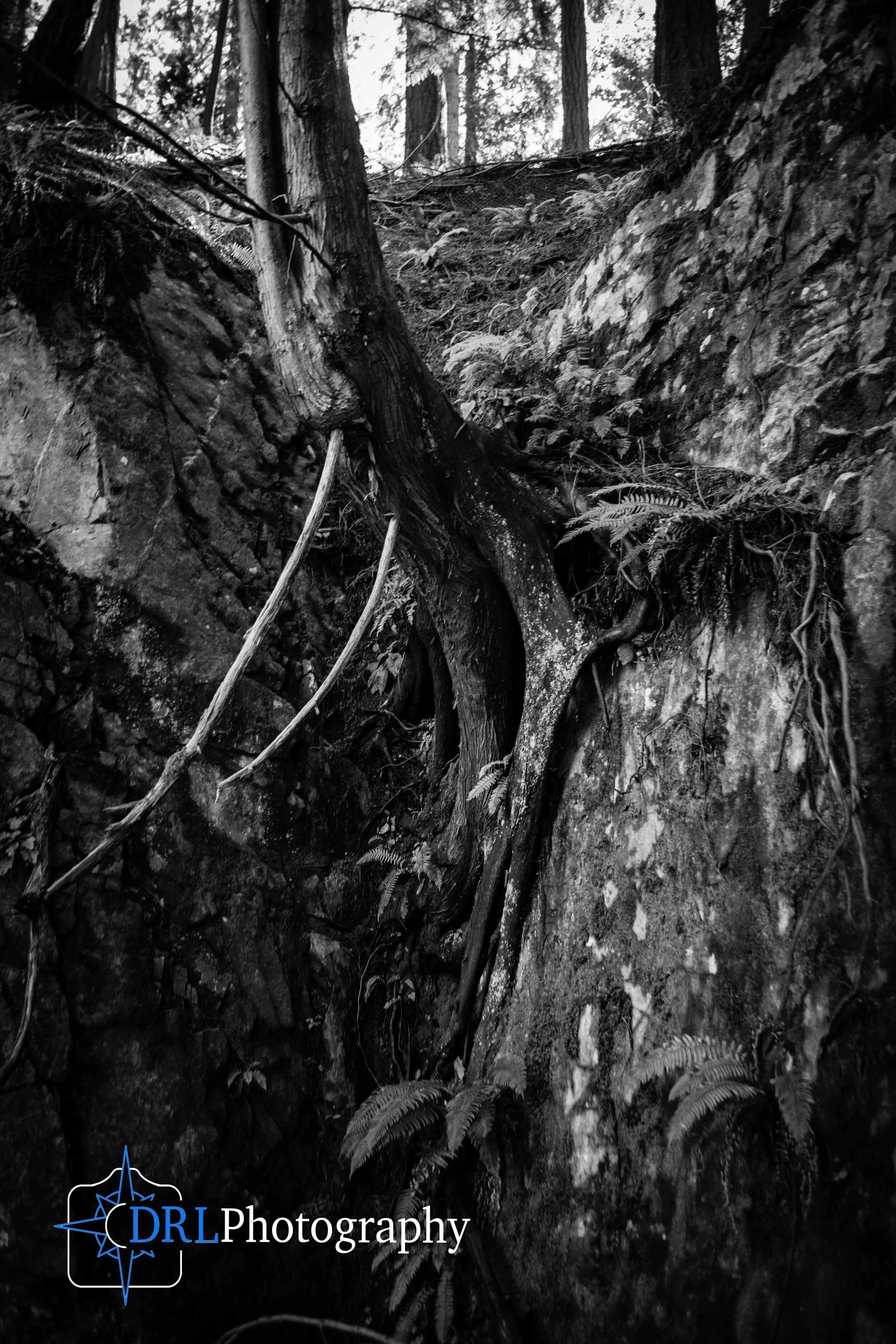 Anchored Roots - Black and white tree emerging from a rock face, lots of texture and detail
