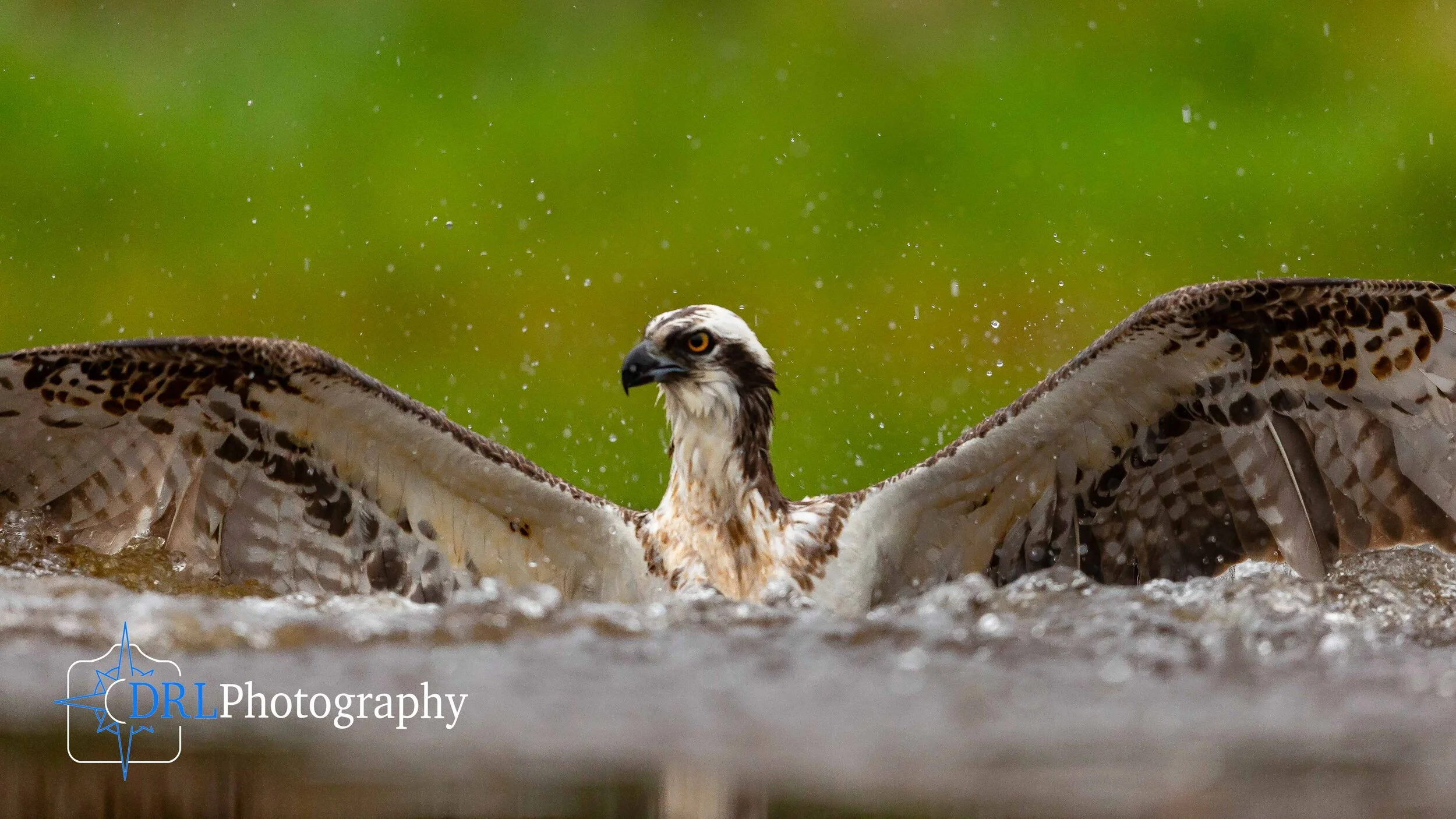 After the Drop - An osprey sits in the water with its wings spread, Rothiemurchus Fishery, Aviemore, Cairngorms National Park, Scotland
