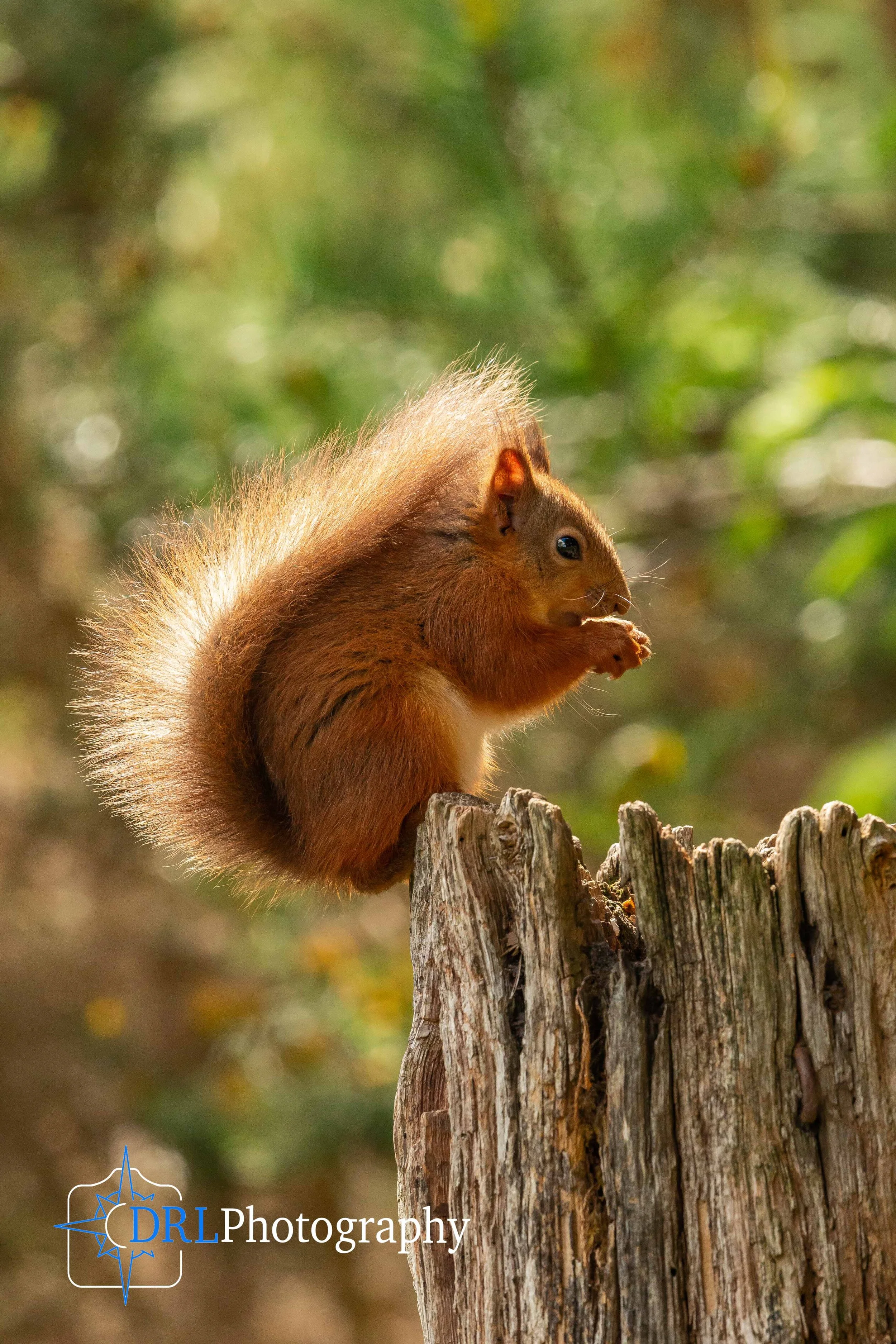 Squirrel Perch - A red squirrel perches on a stump eating a nut, Black Isle, Scotland