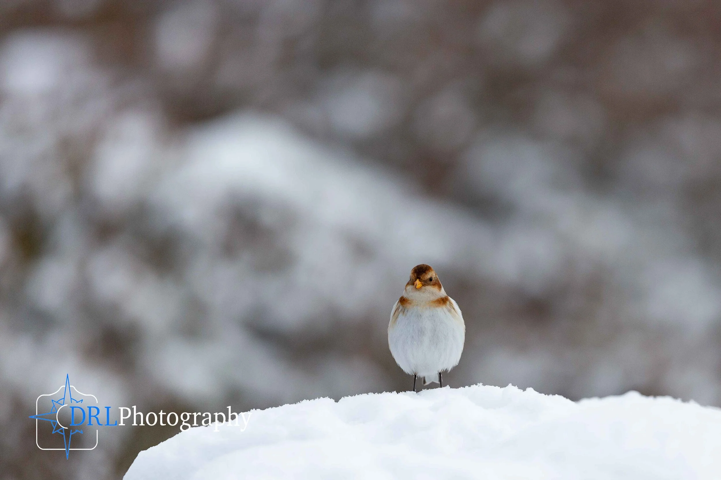 Snow Bunting on Snow - A snow bunting sits on snow facing the camera, Cairngorm Mountain, Scotland