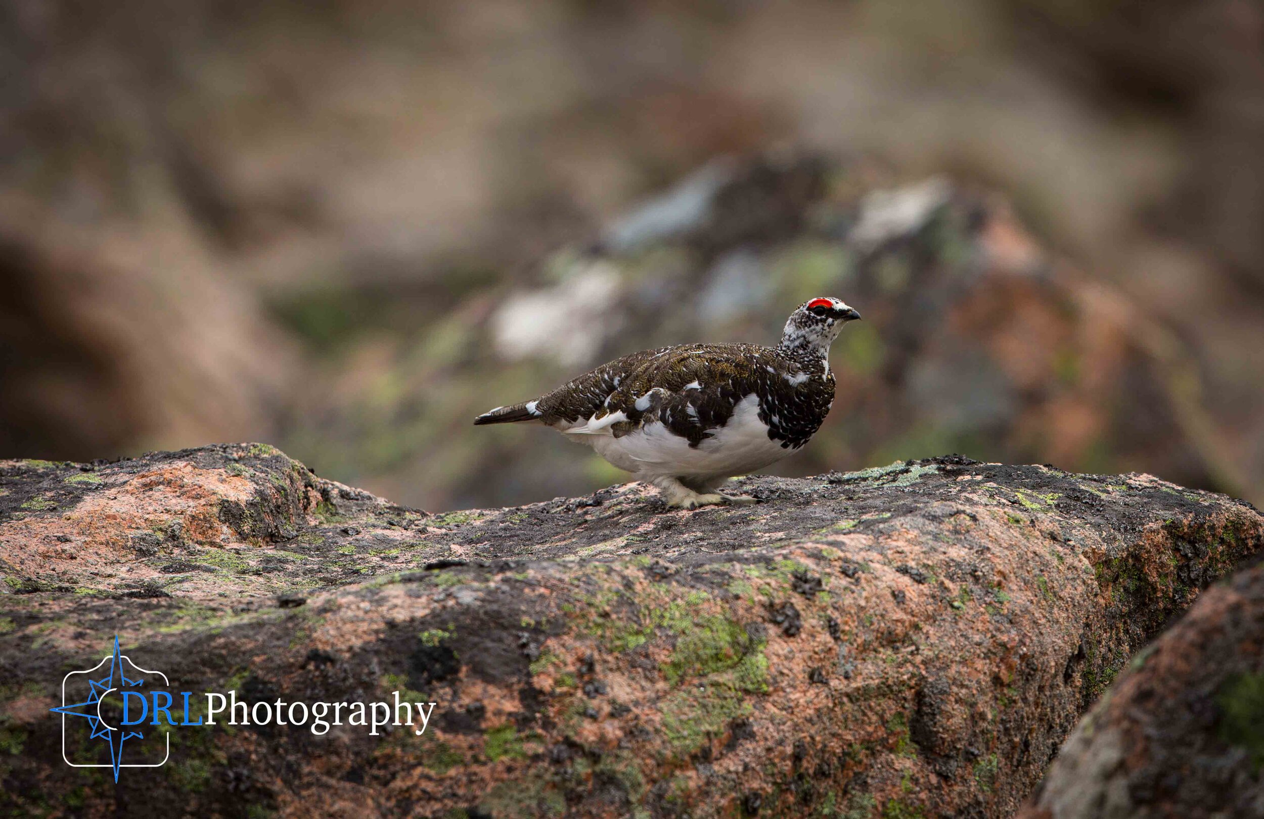 Ptarmigan 2 - Male Ptarmigan stands on a rock on Cairngorm Mountain
