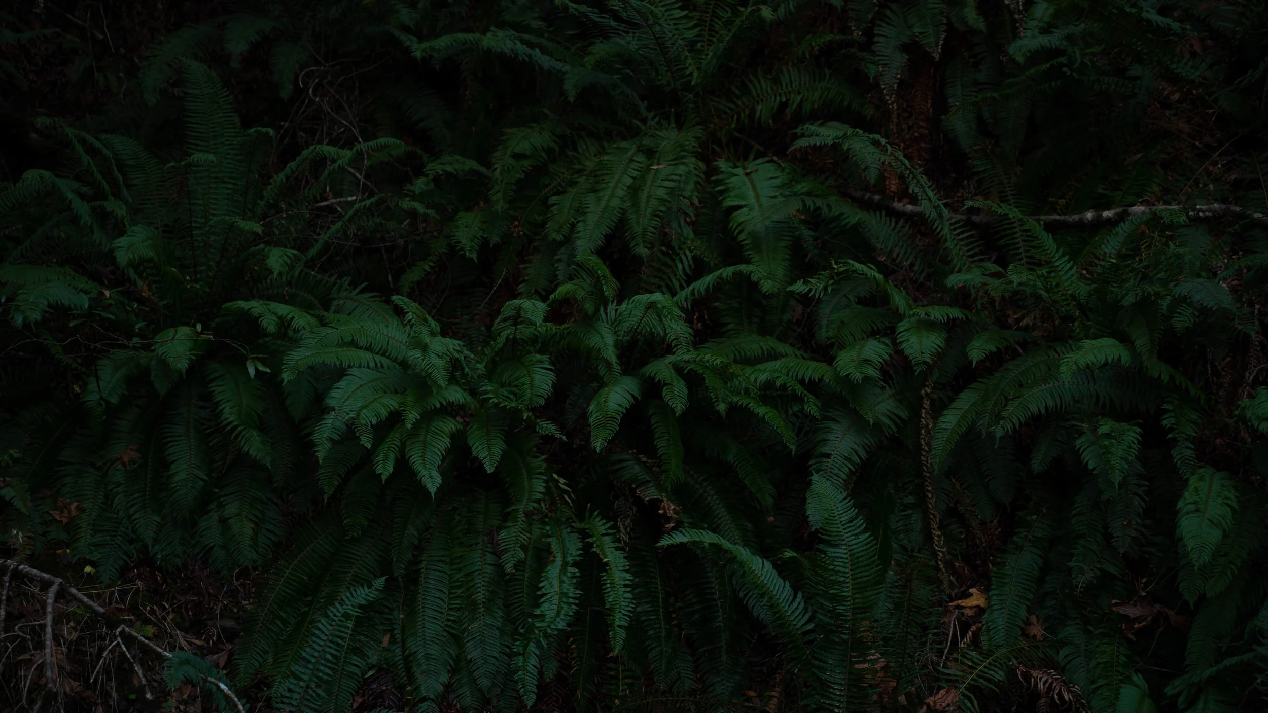 DSC07763.jpg