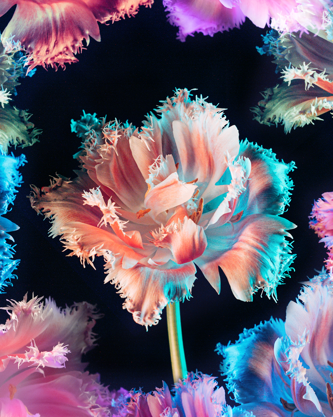 FLOWERS_WALL_V2.png