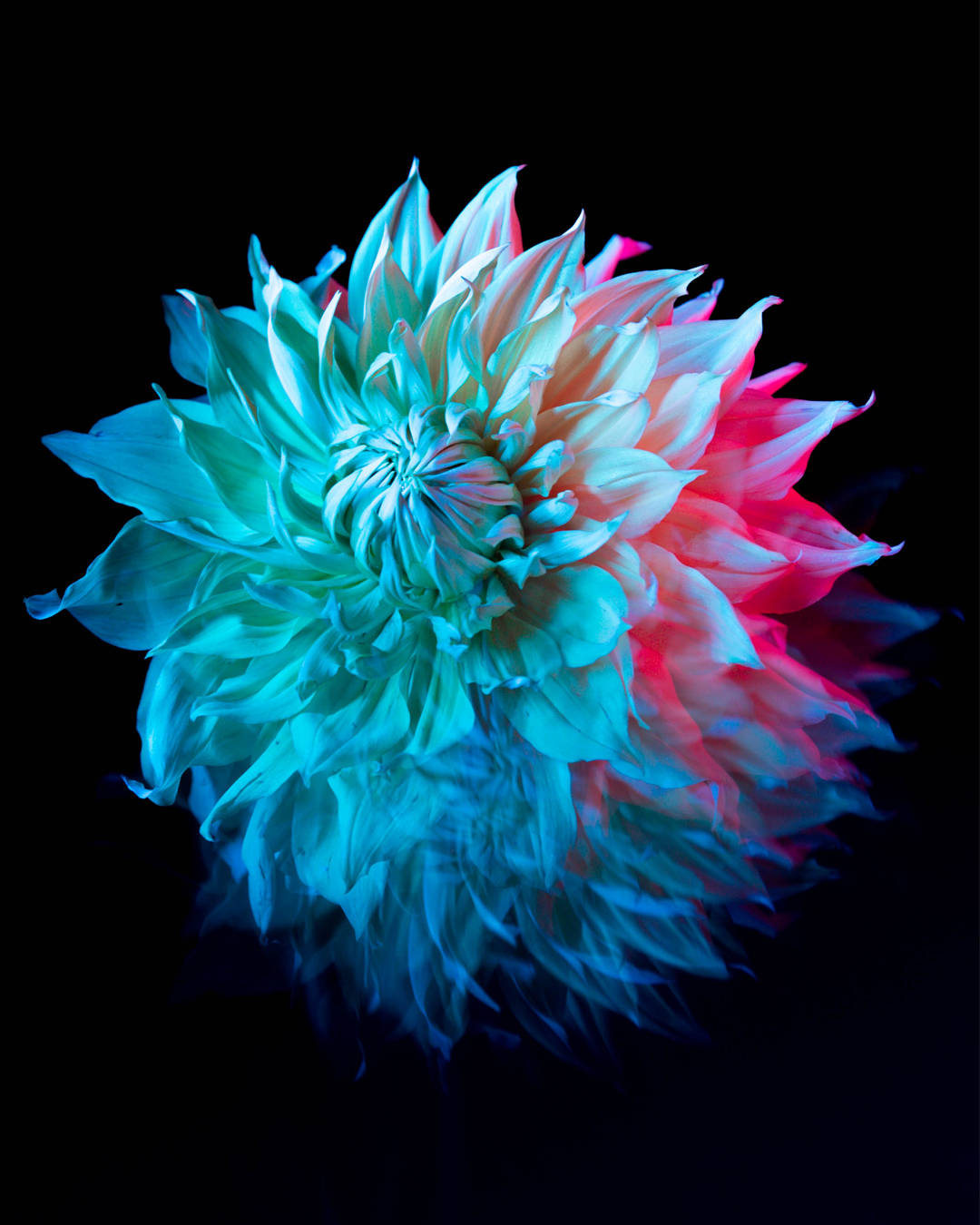 FLOWER_1.png
