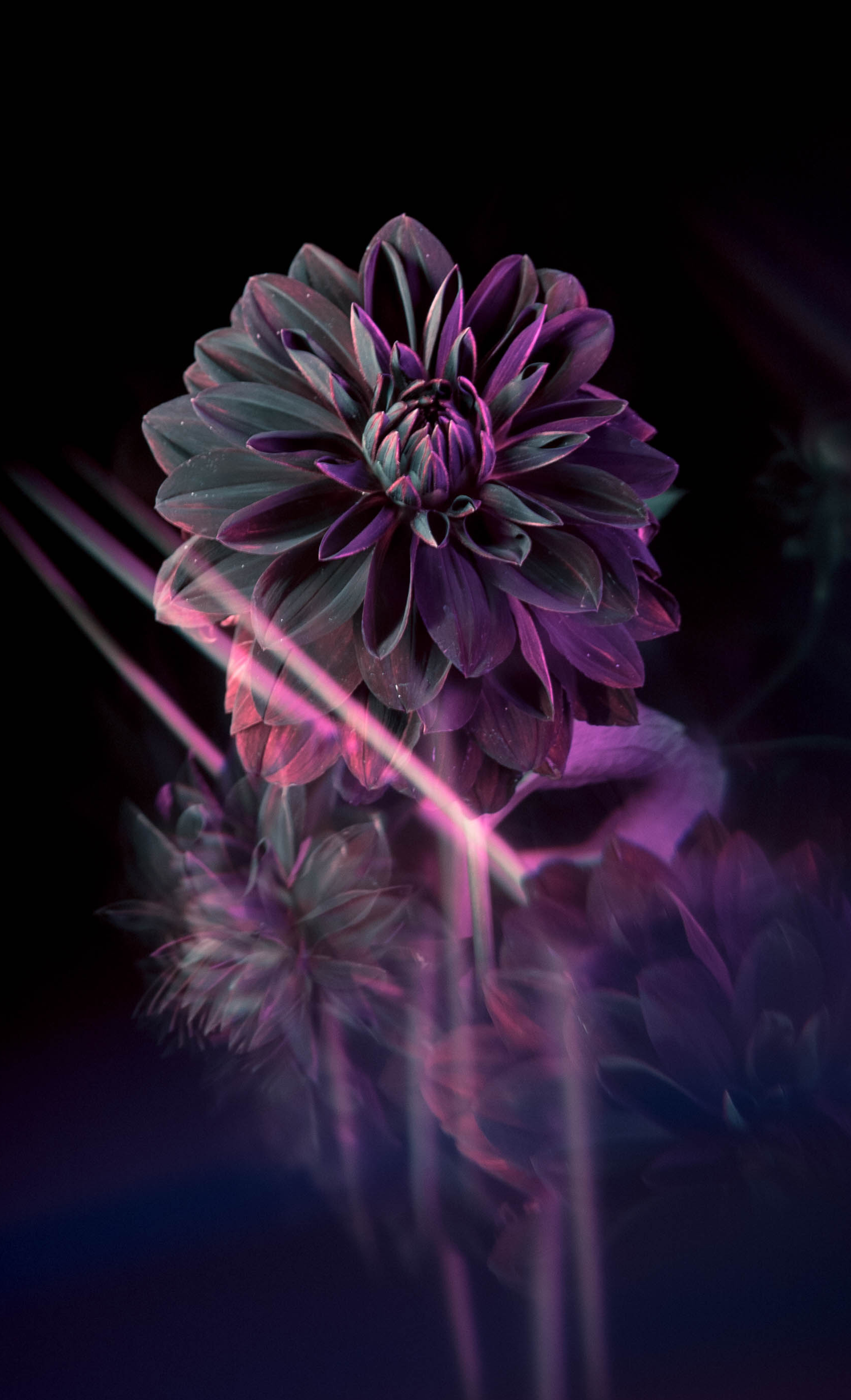 FLOWER_2.png