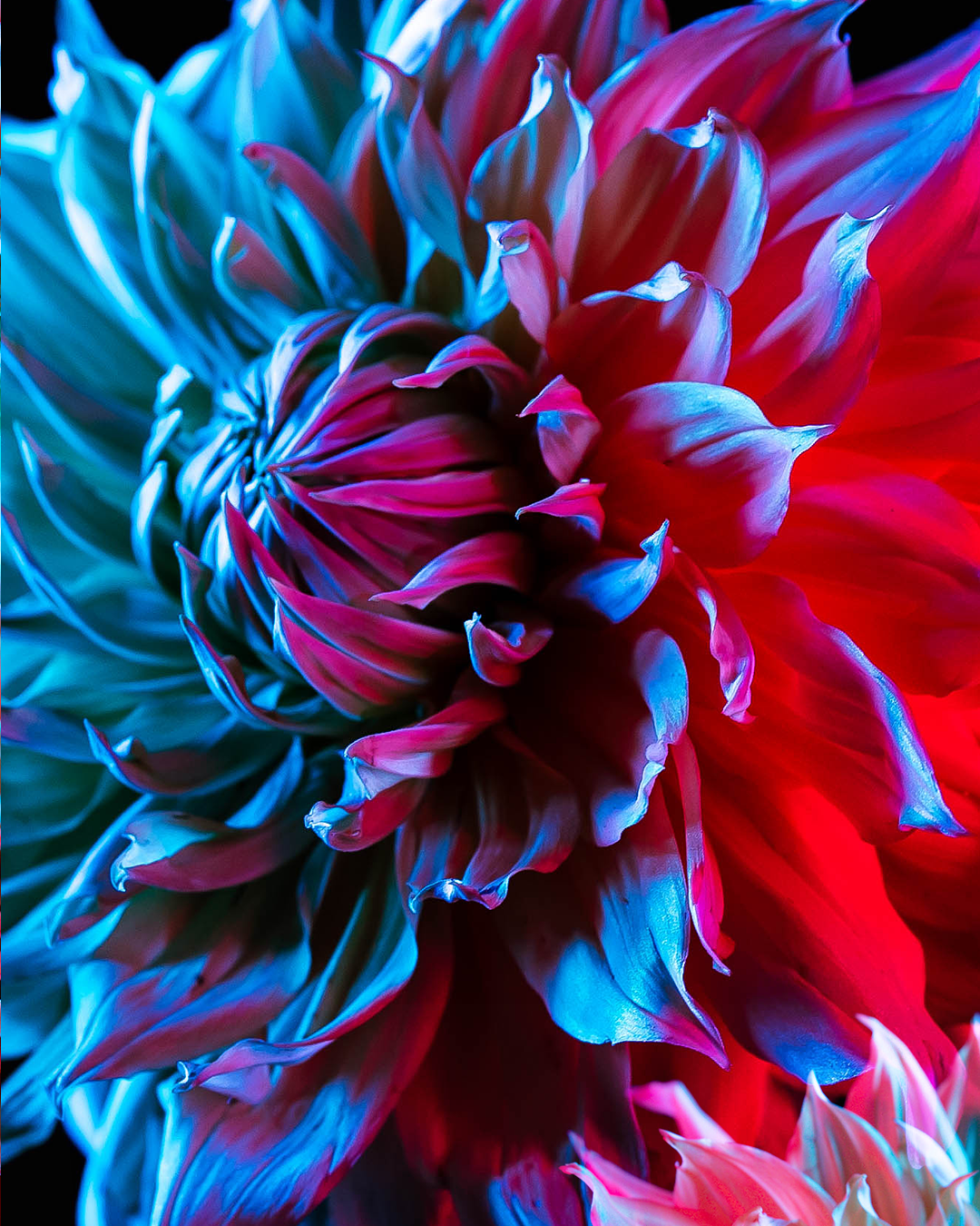FLOWER_4_B.png