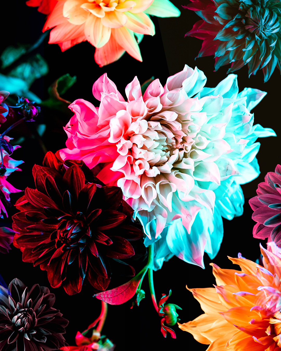 FLOWERS_V3.png