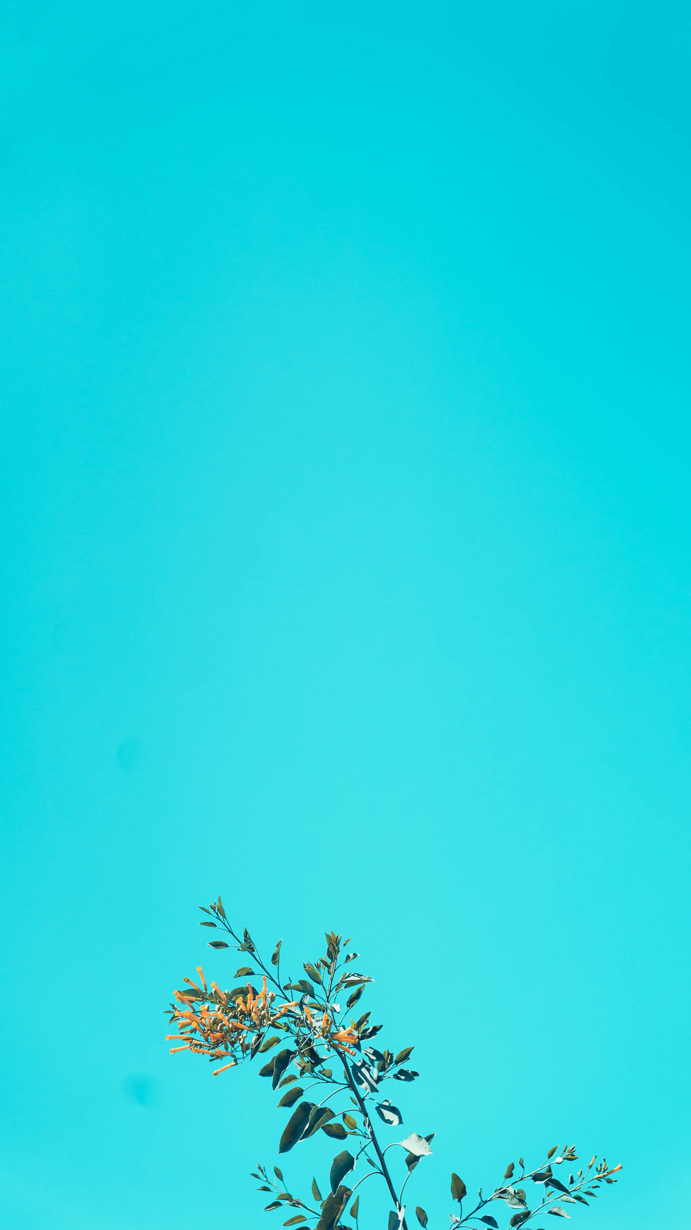 DSC08431.jpg