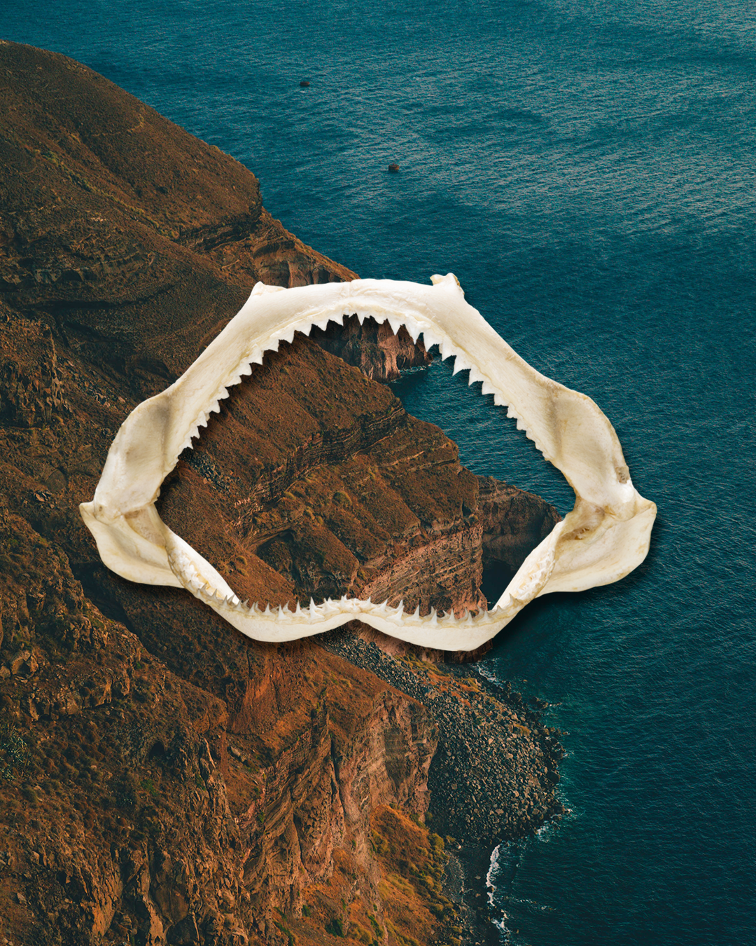 LO_SHARK_v4.png