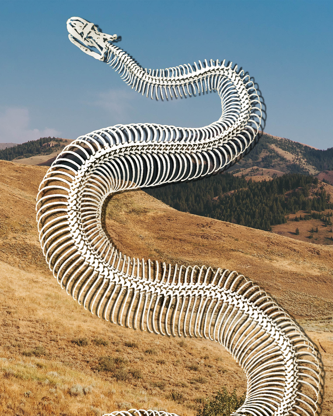 LO_SNAKE_v1.png