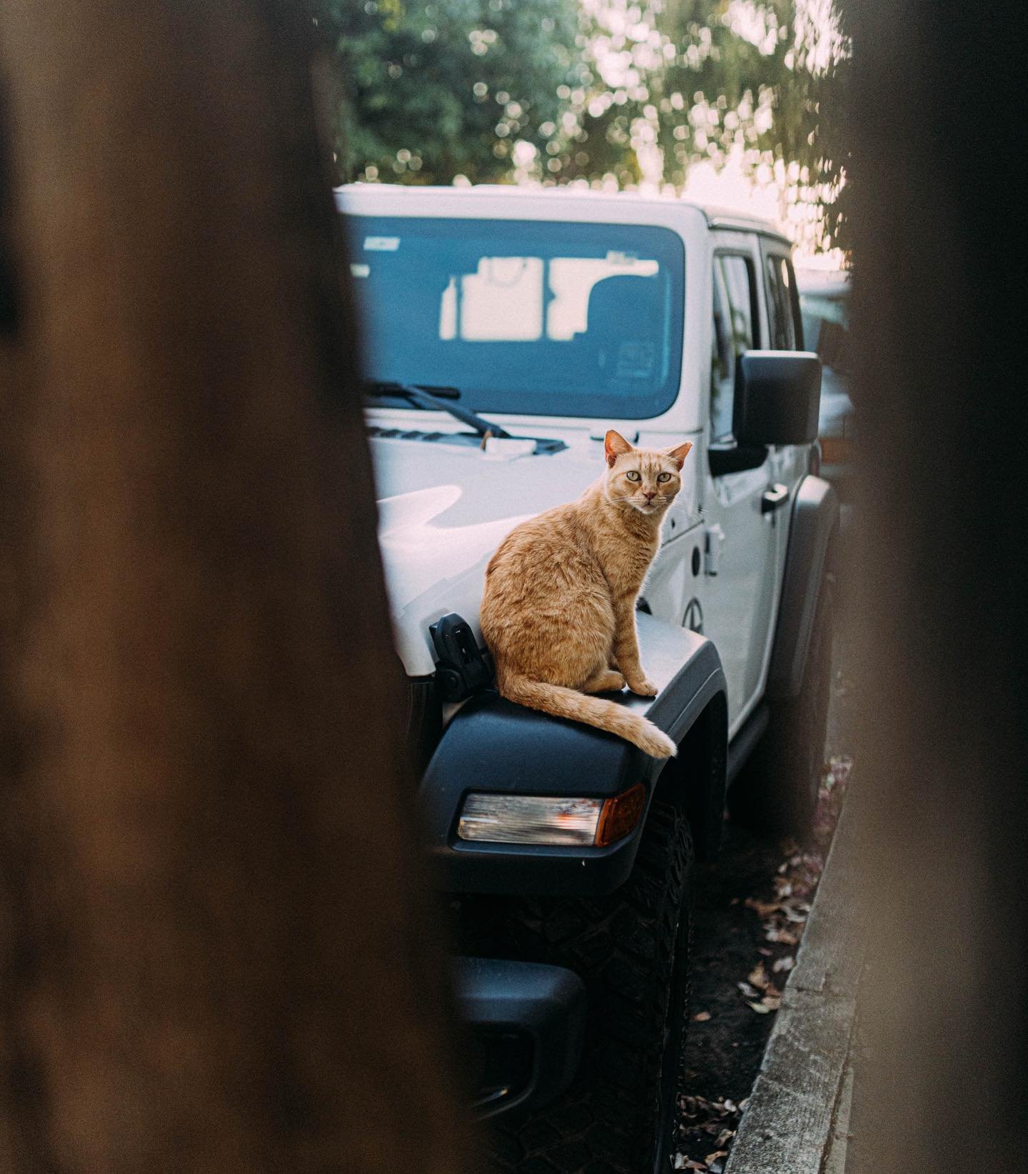 Meow #cat #jeep #favoriteshotofthetrip #puertorico #oldsanjuan