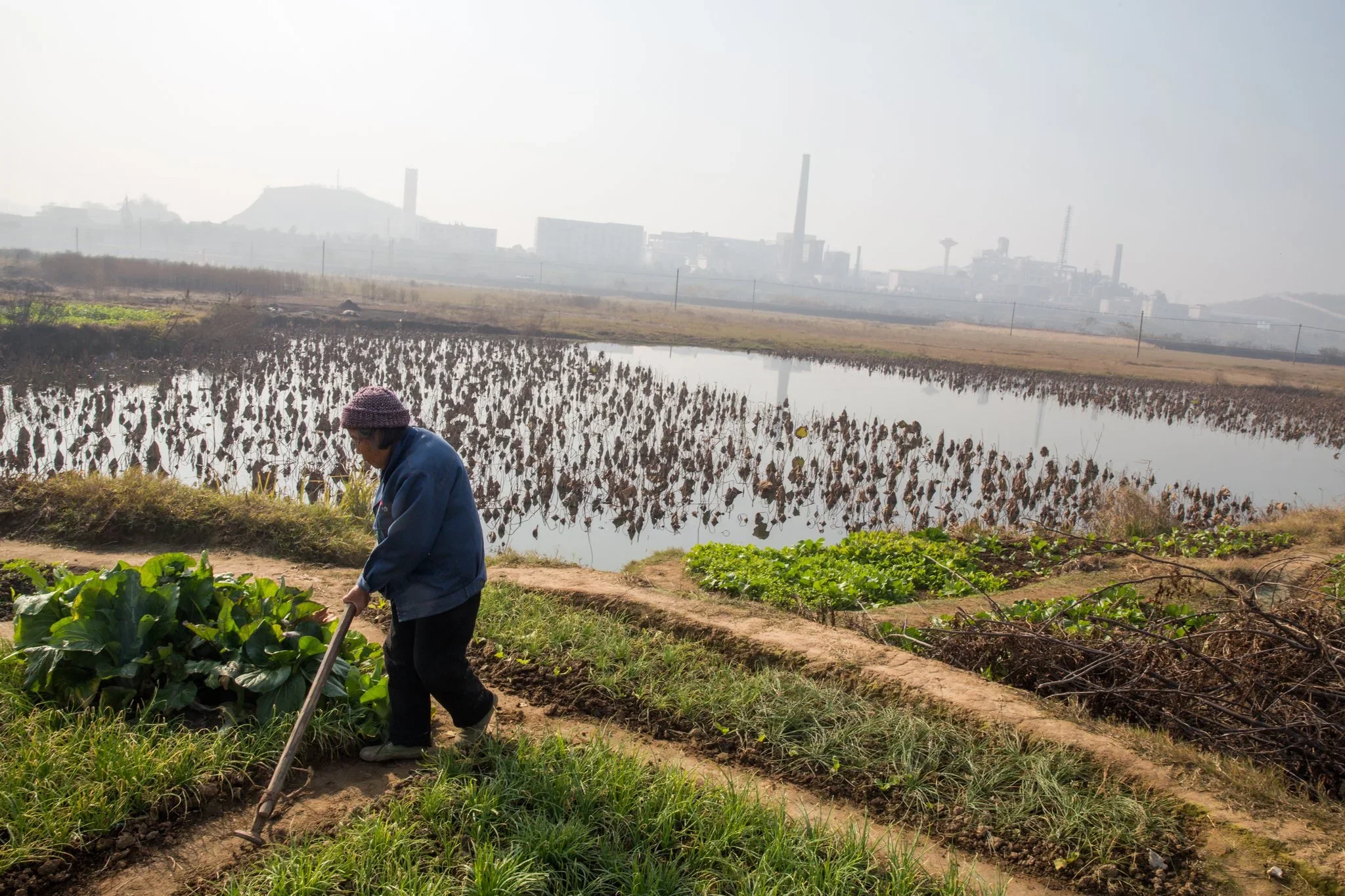 Heavy Metal Harvest: Impacts of Heavy Metal Soil Contamination on the Food and Health in China