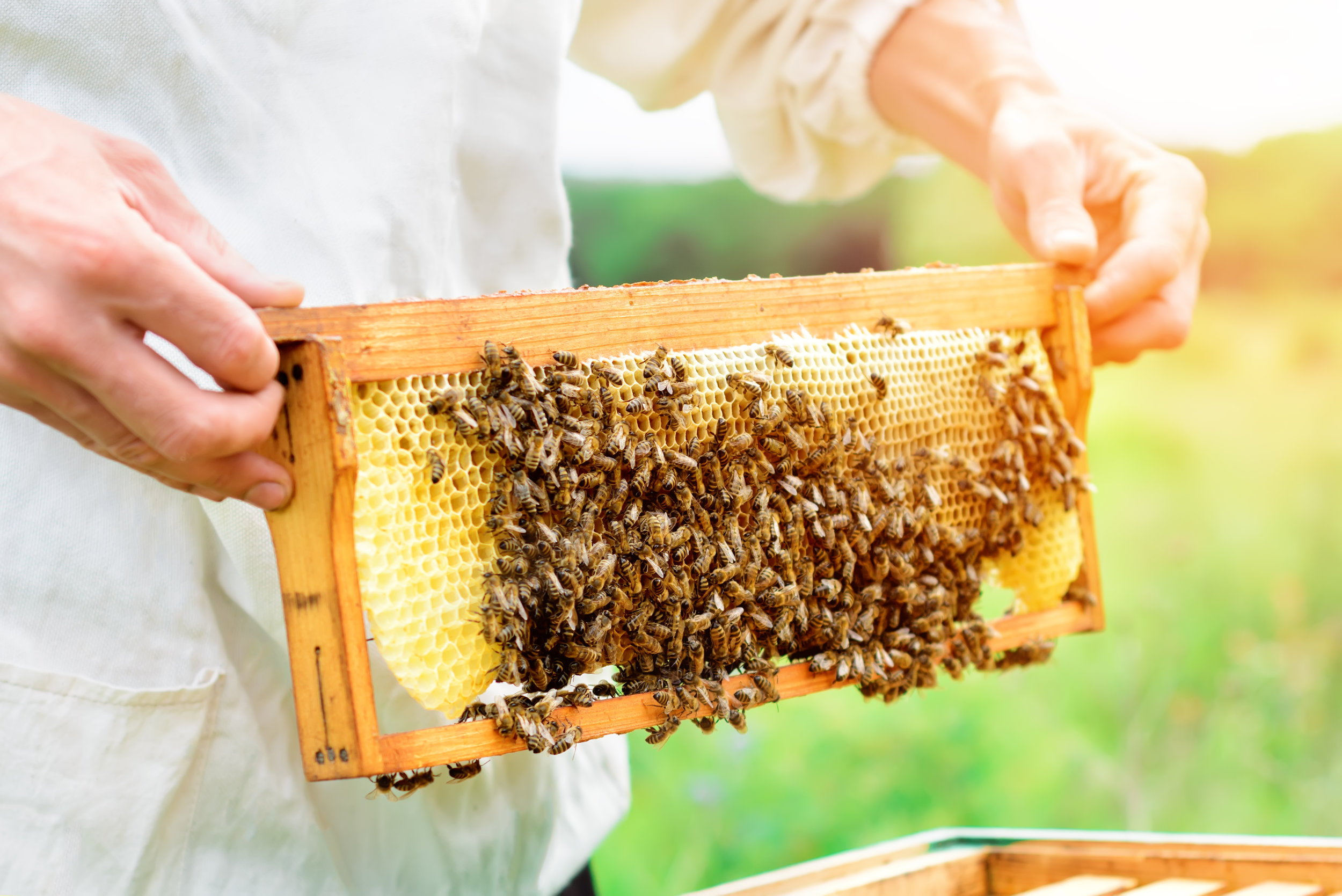 Hawai'i Beekeepers' Association