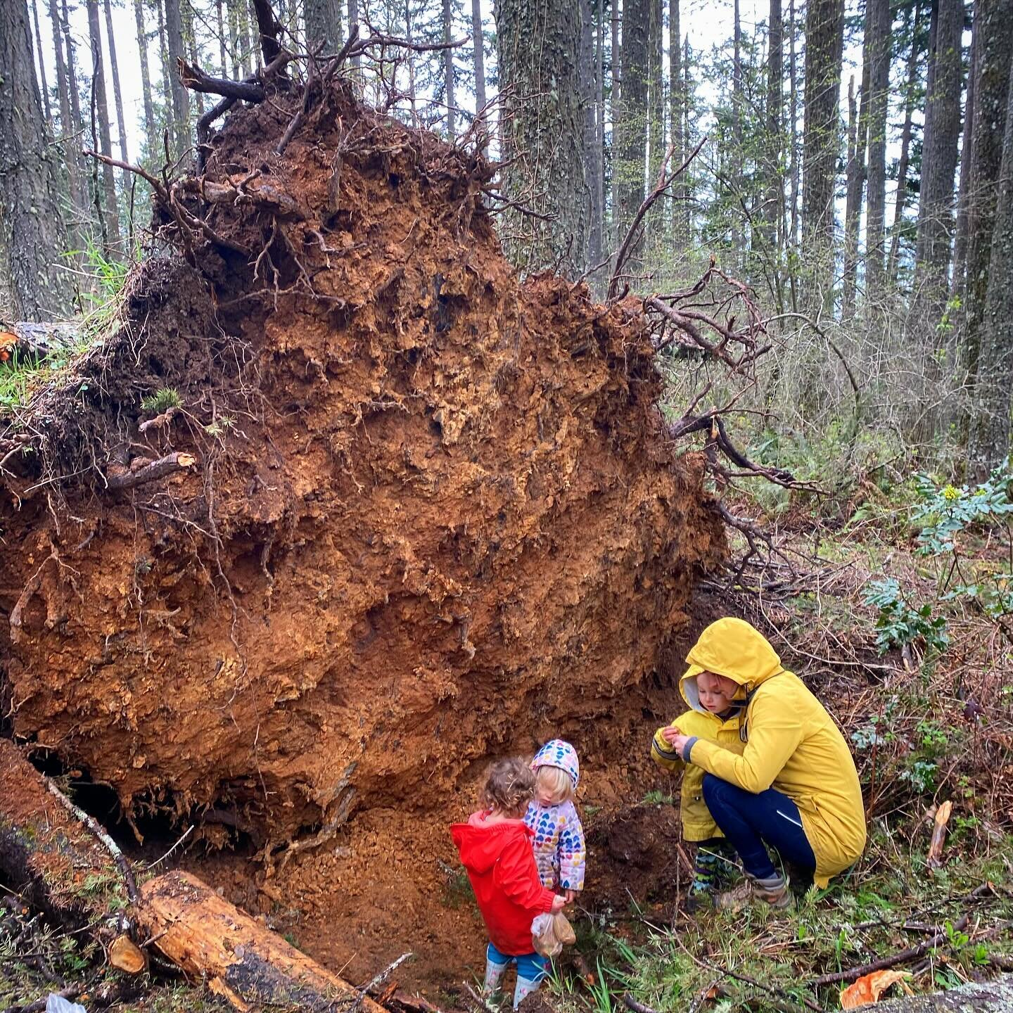 Went out to collect nettles the other day with Nicole (@nicolehummelpottery) and our little ones. We found lots of nettles but also some clay in this big upturned tree root! Naturally we had to collect some for testing.

ALSO and related to this. Y&r