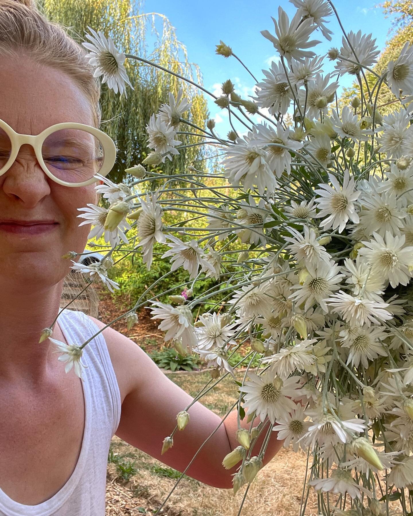 absolutely love these white xeranthemum, @dawncreekfarm. These are my &ldquo;driving glasses&rdquo;.