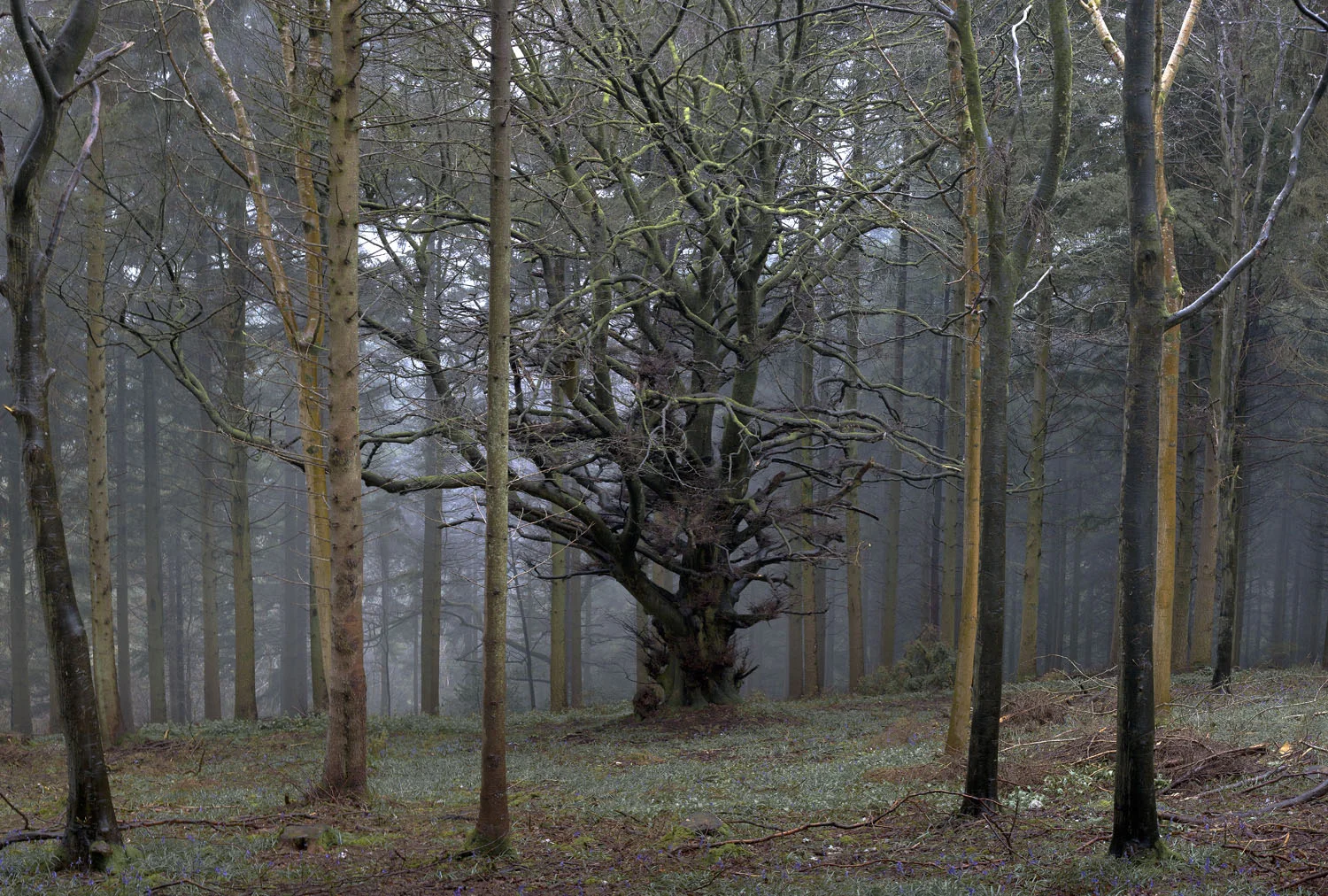 old tree 1.jpg