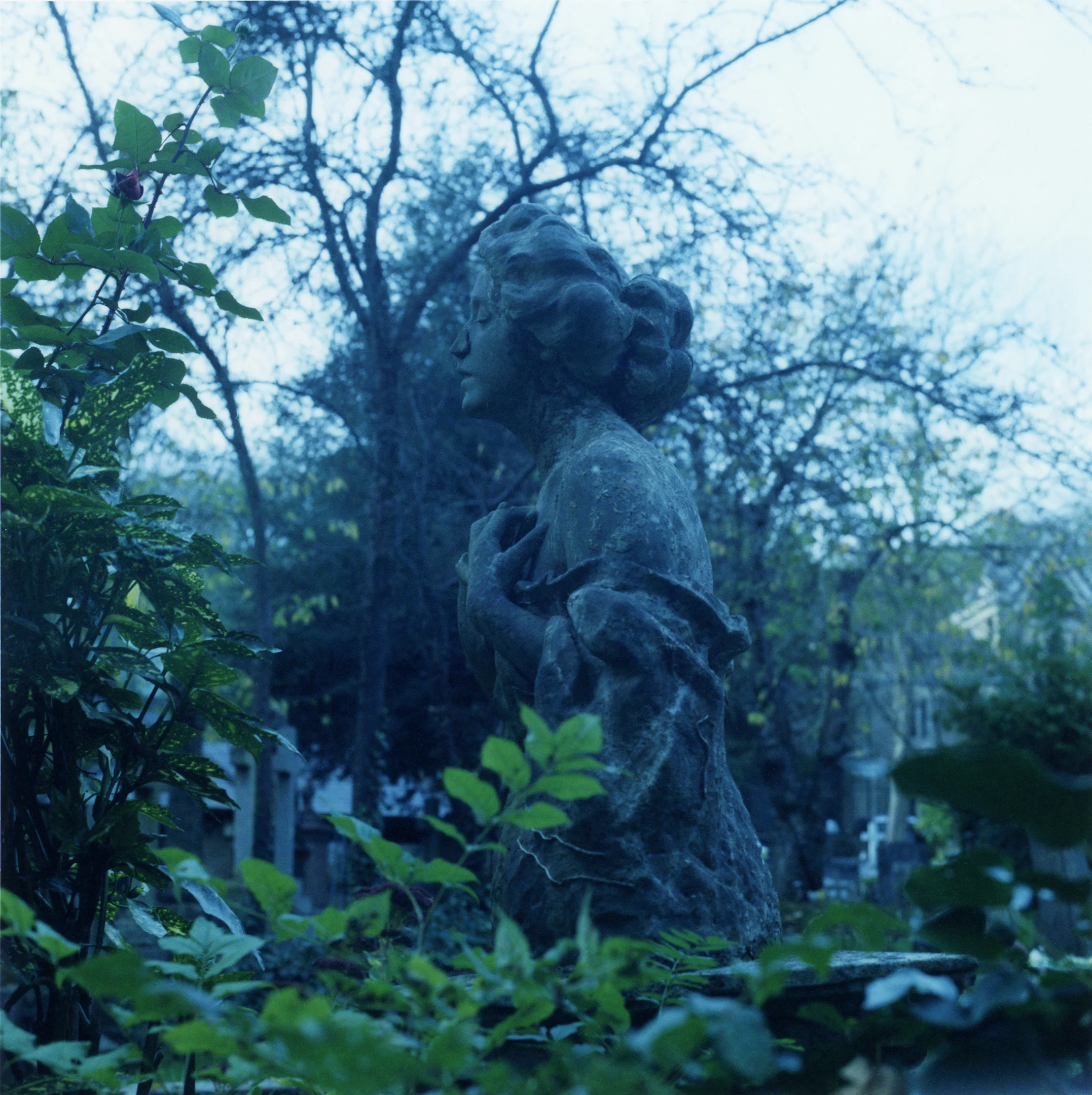 the_Weeping_Rose_Logan_White_04.jpg
