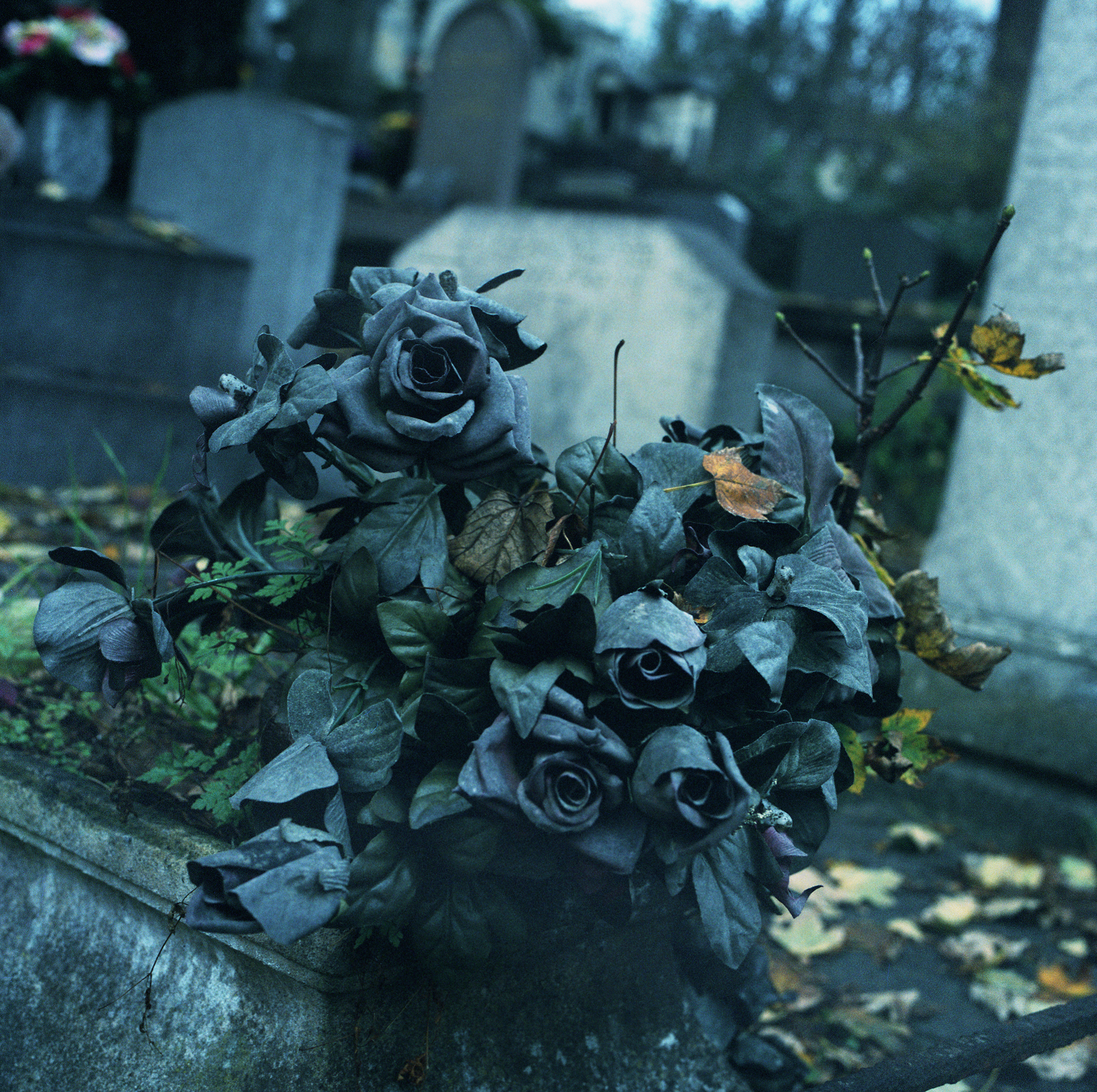 the_Weeping_Rose_27.jpg