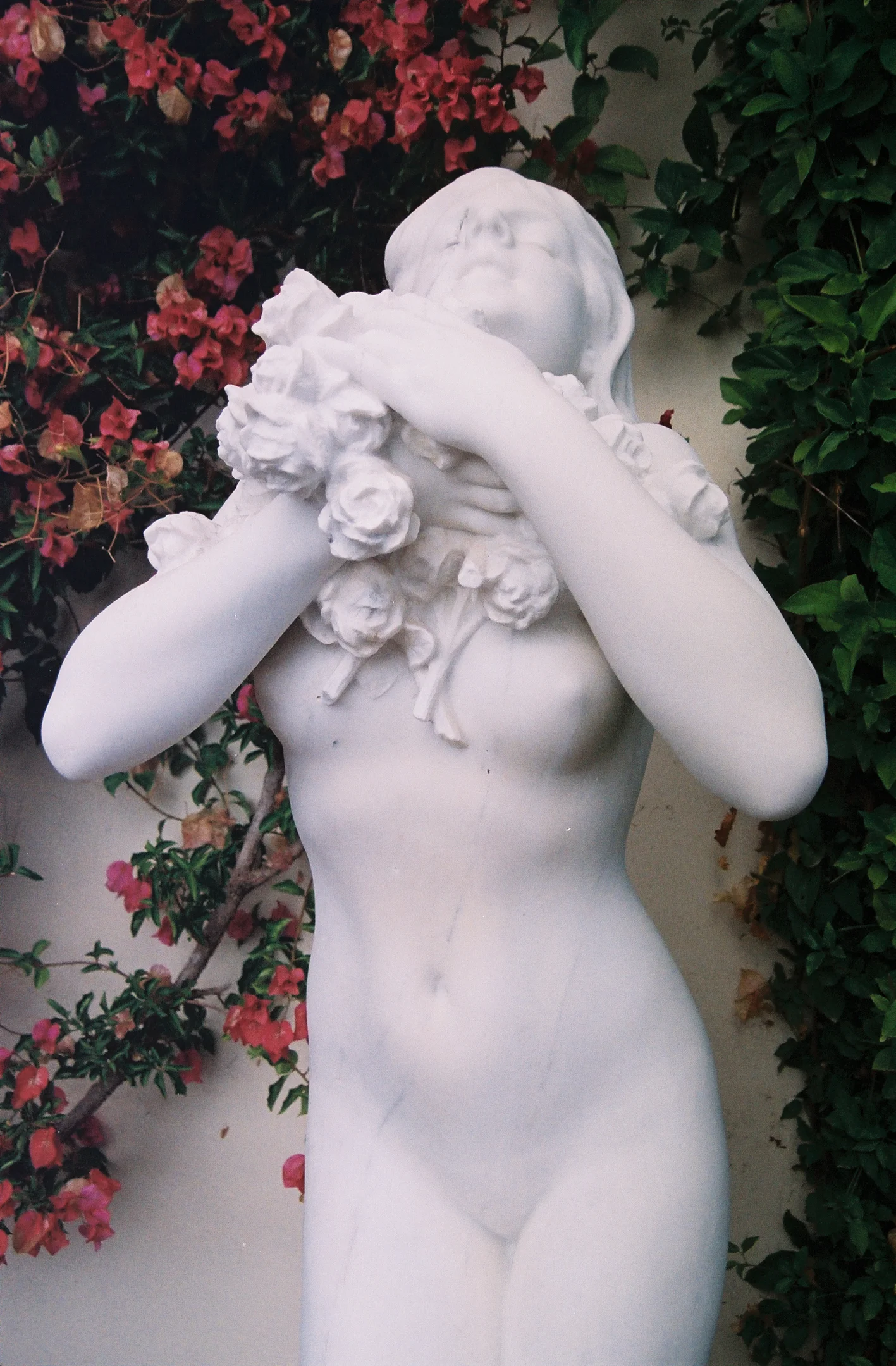 the_Weeping_Rose_11.jpg
