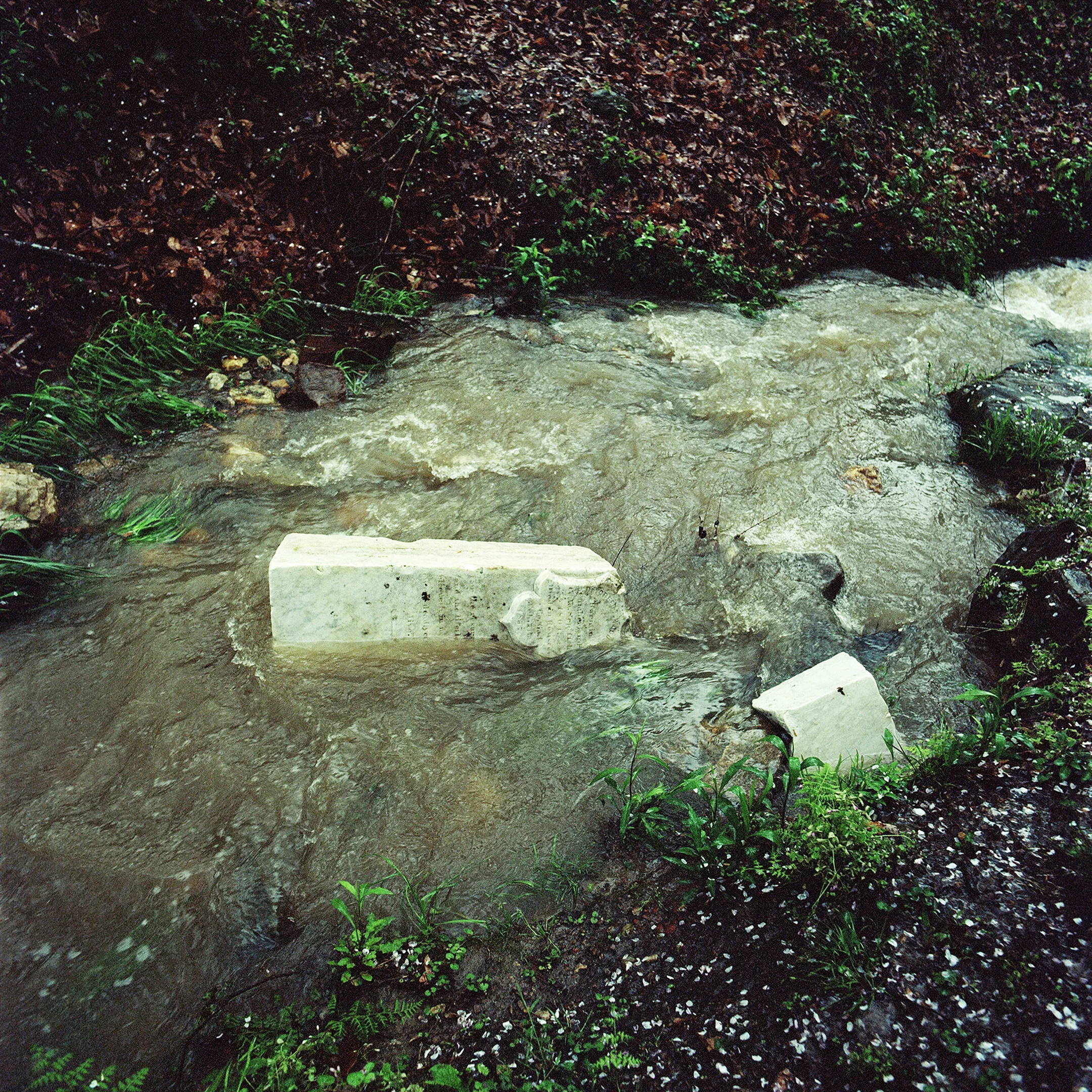 White_Violet_05.jpg