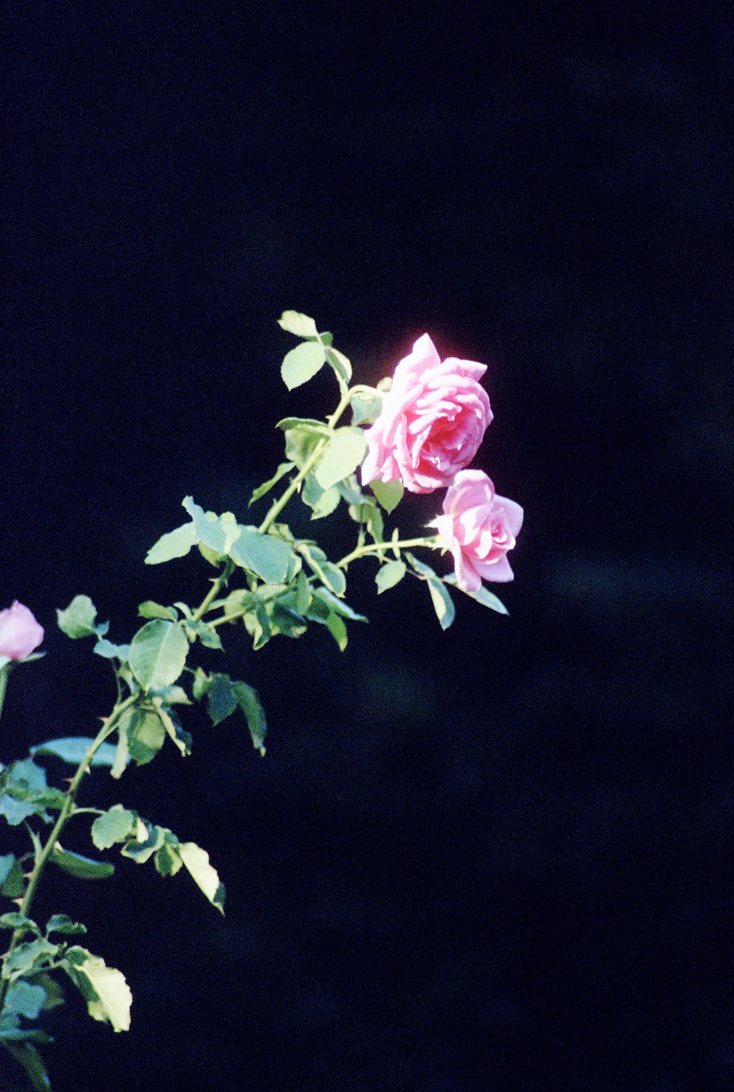 scan_029a.jpg