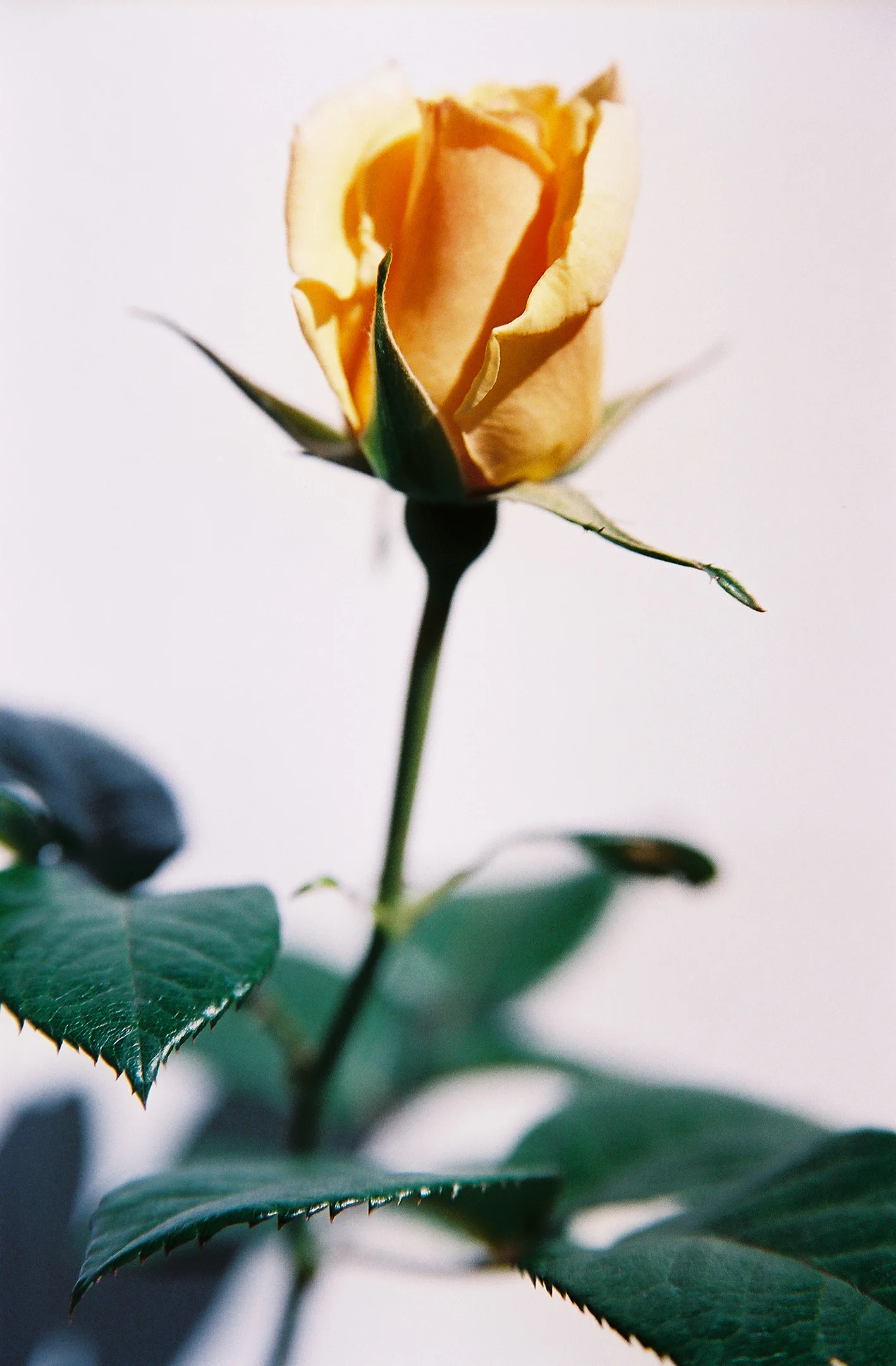 the_Weeping_Rose_008FINALPRINTa.jpg