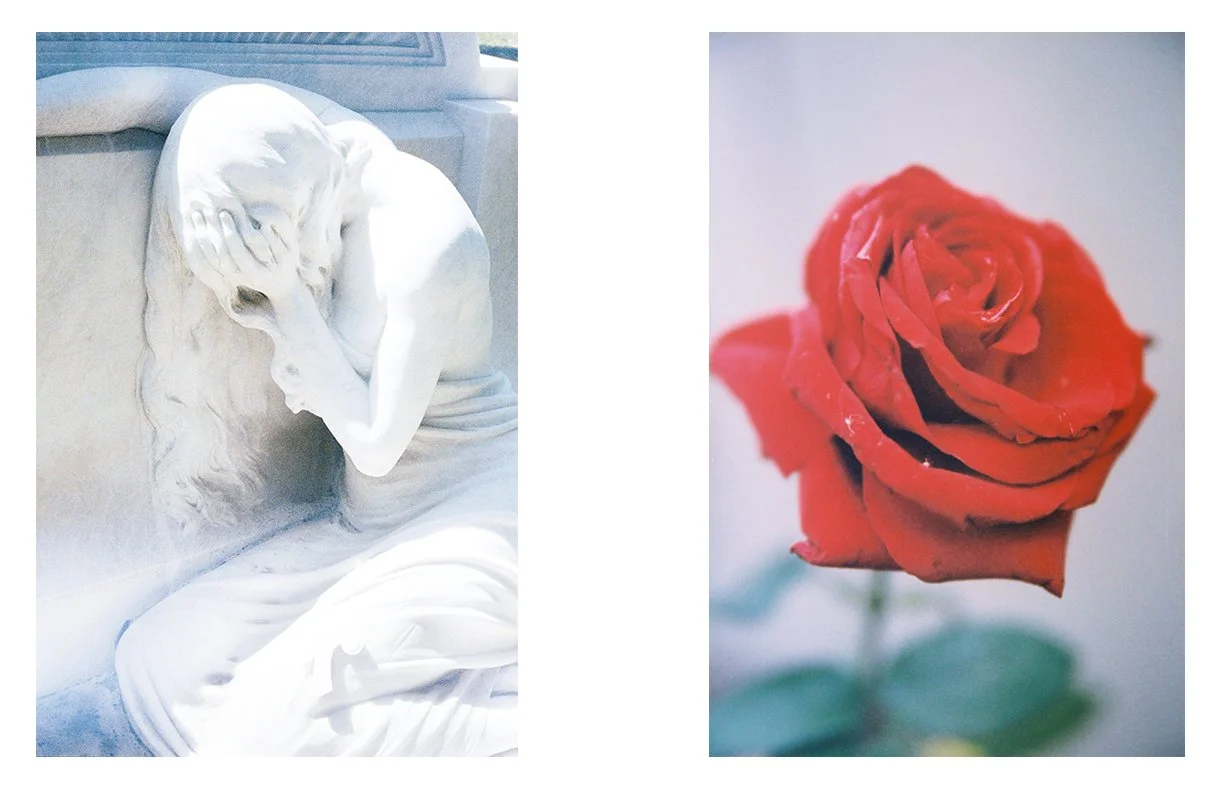 the_Weeping_Rose_03.jpg