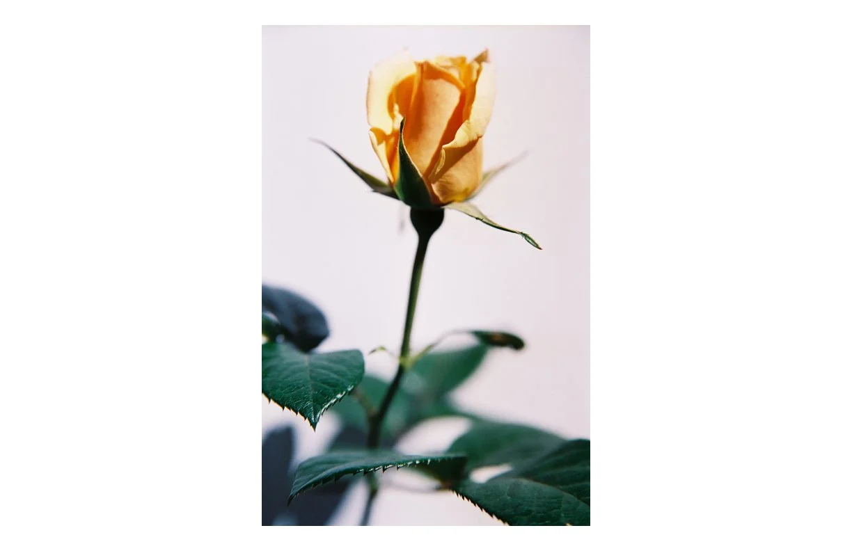 the_Weeping_Rose_07.jpg