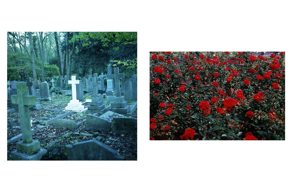 the_Weeping_Rose_08.jpg
