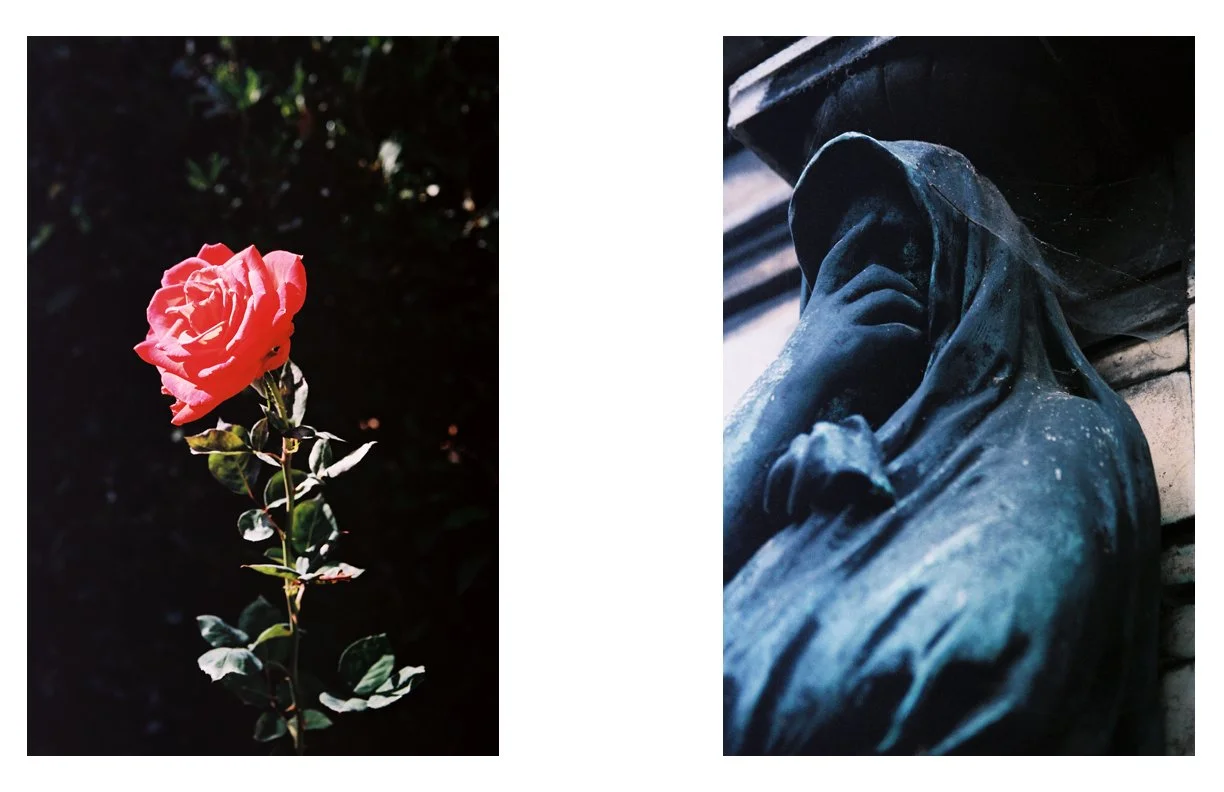 the_Weeping_Rose_12.jpg
