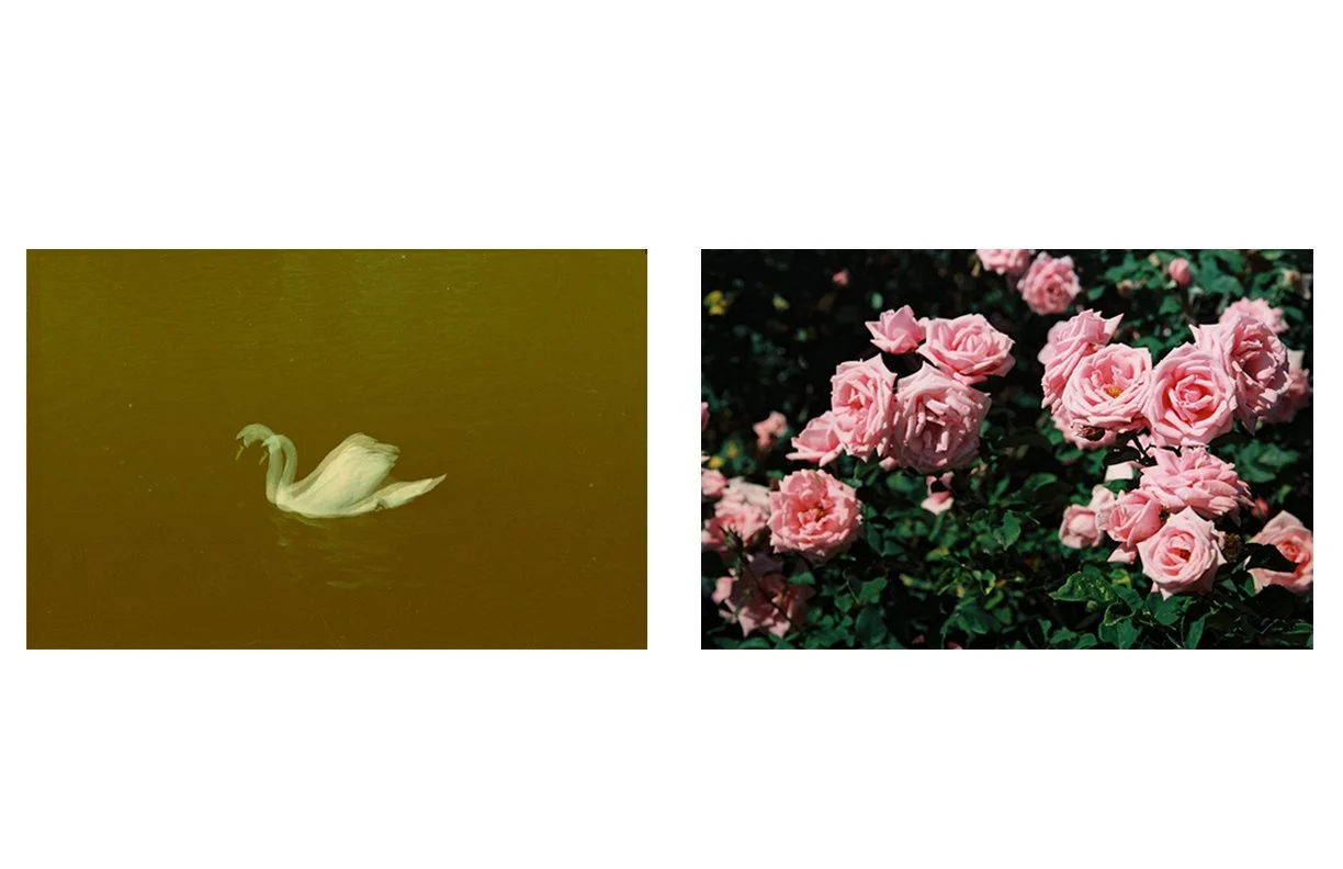 the_Weeping_Rose_13.jpg