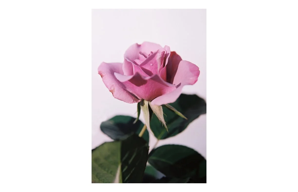 the_Weeping_Rose_24.jpg