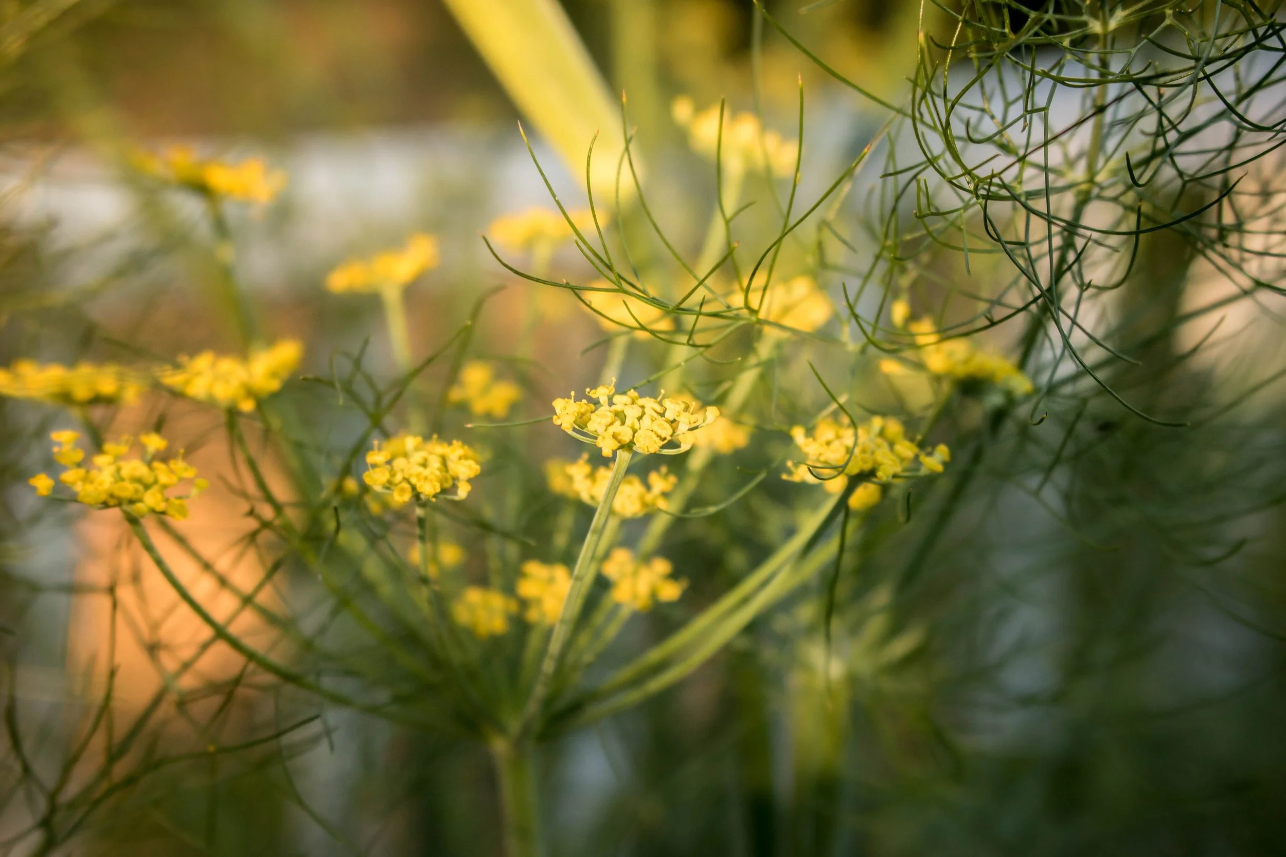 Fennel in bloom on Dr. Alicia’s farm.