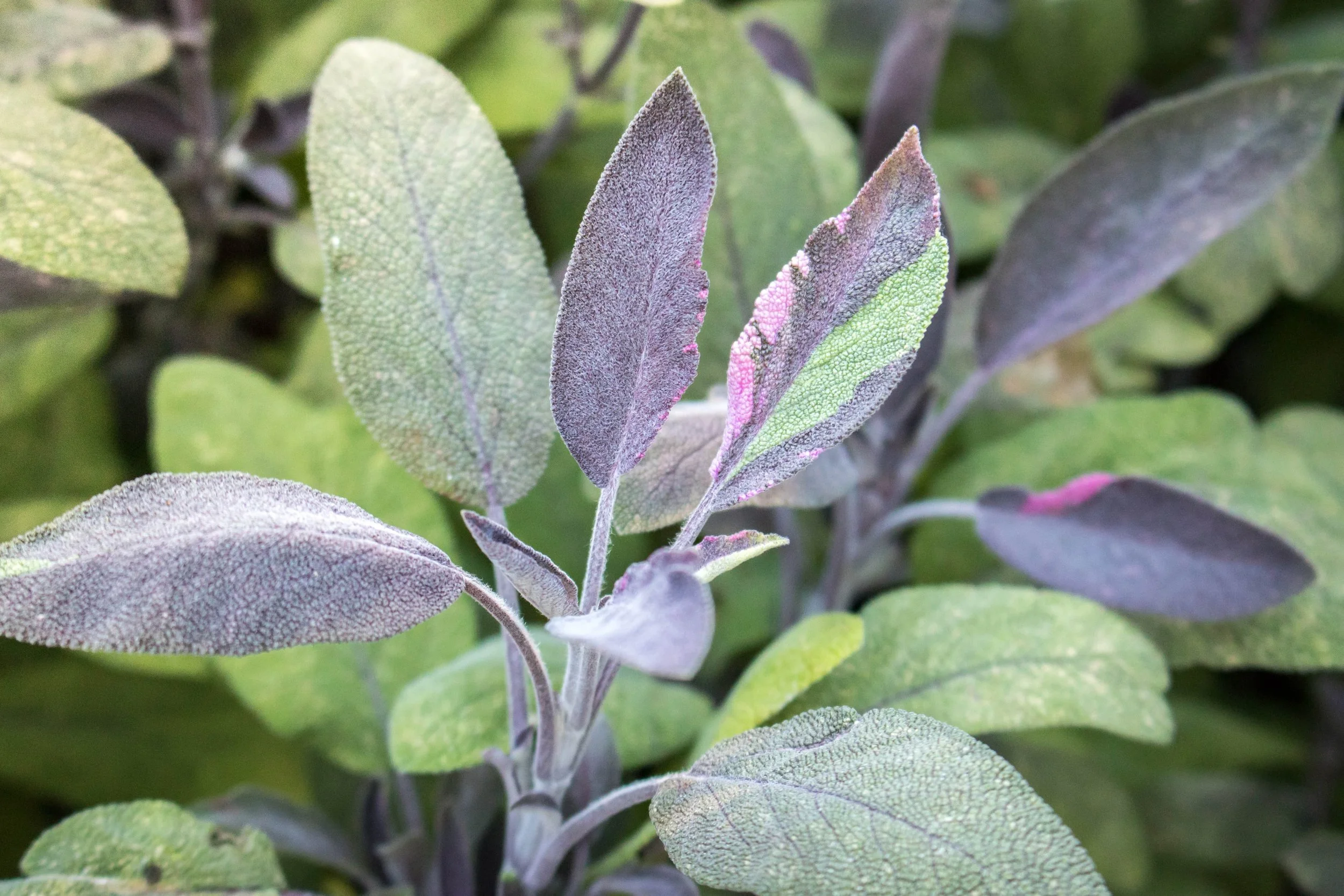 Purple Garden Sage Photo: HBW