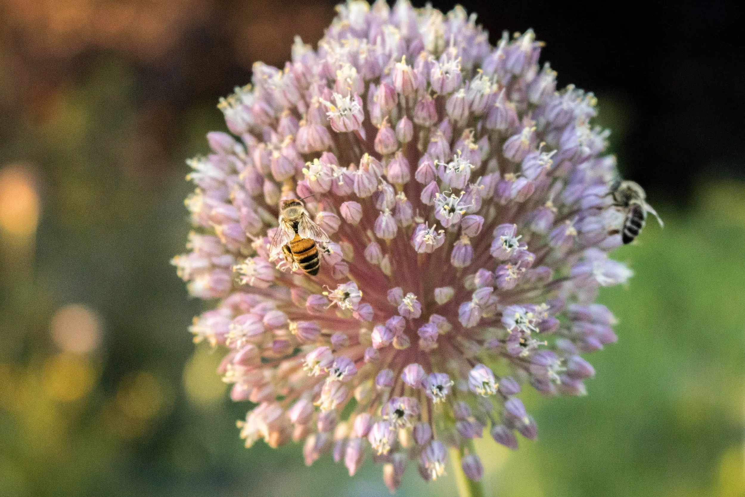 Garlic_Bees.jpg