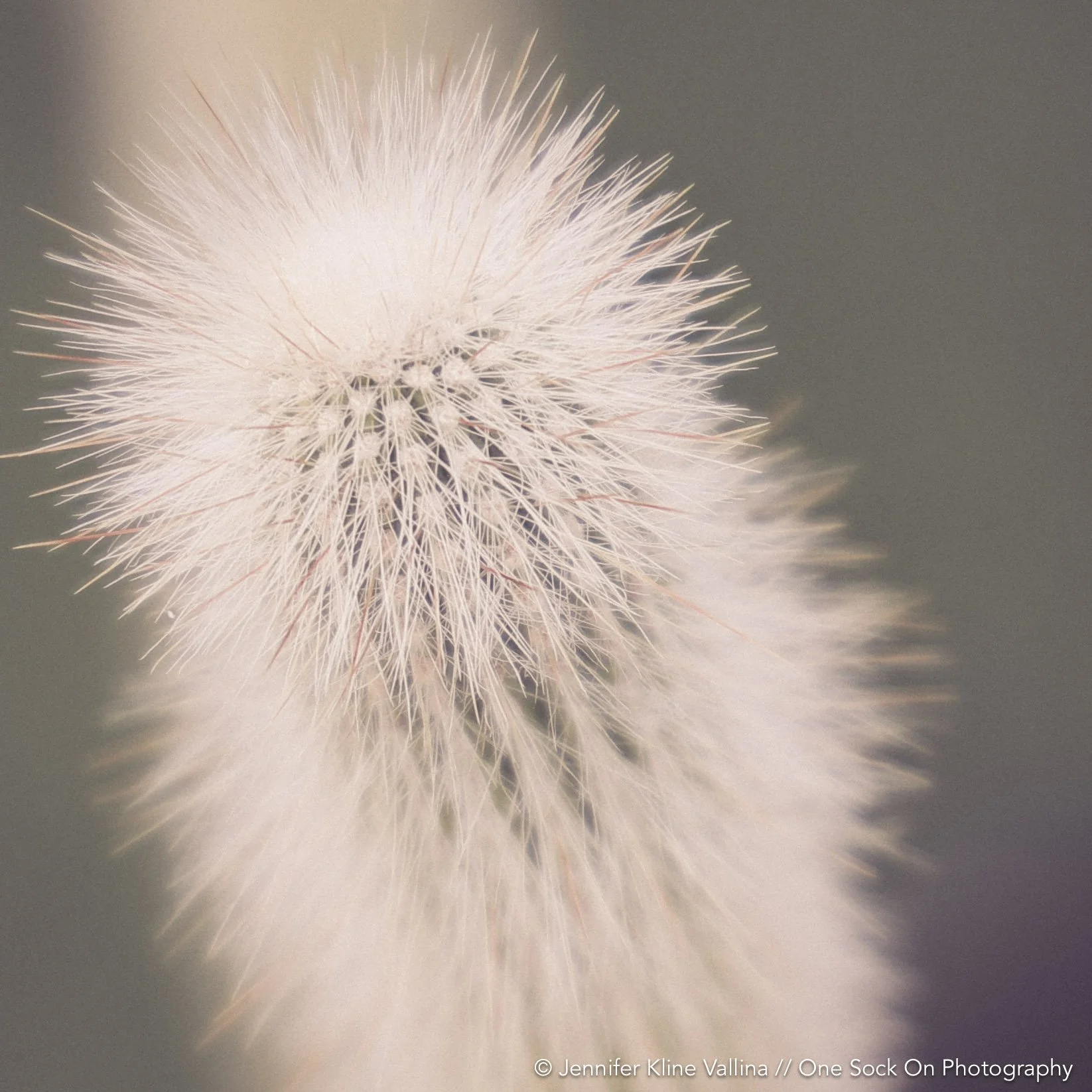 macro teddy bear cactus