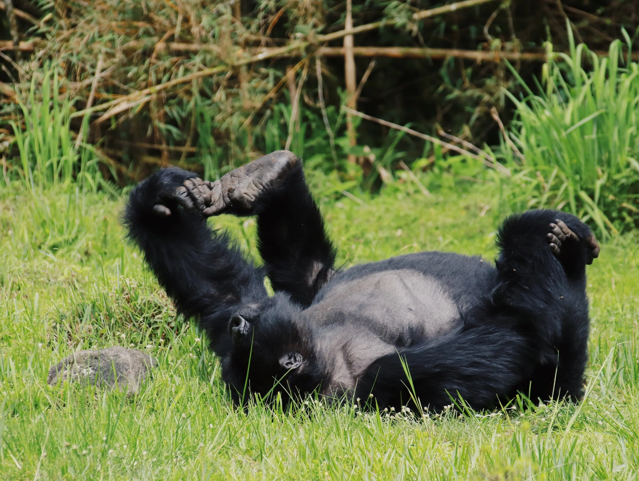  Gorillas.   Think Rwanda, think  Gorillas . And you are in for quite a treat because you have a 100% chance to see them, from quite a close distance.   But apart from gorillas there are other experiences guests can enjoy at Volcanoes National Park, 
