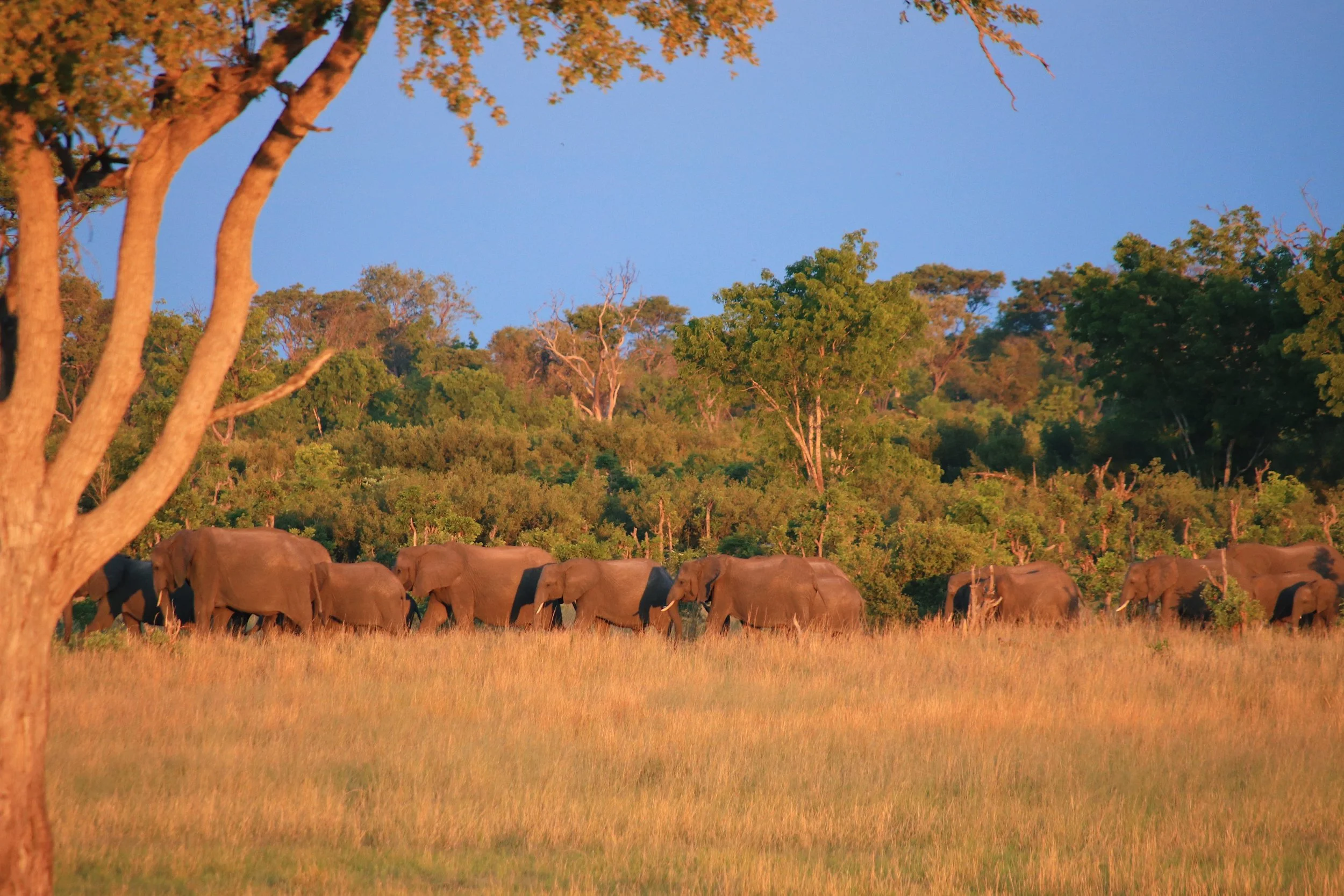  The thing about Zimbabwe is that it always exceeds any safari expectations. Never full with crowds but always packed with wildlife AND wildlife action. You feel that in some national parks of Zimbabwe you are living inside the National Geographic ch
