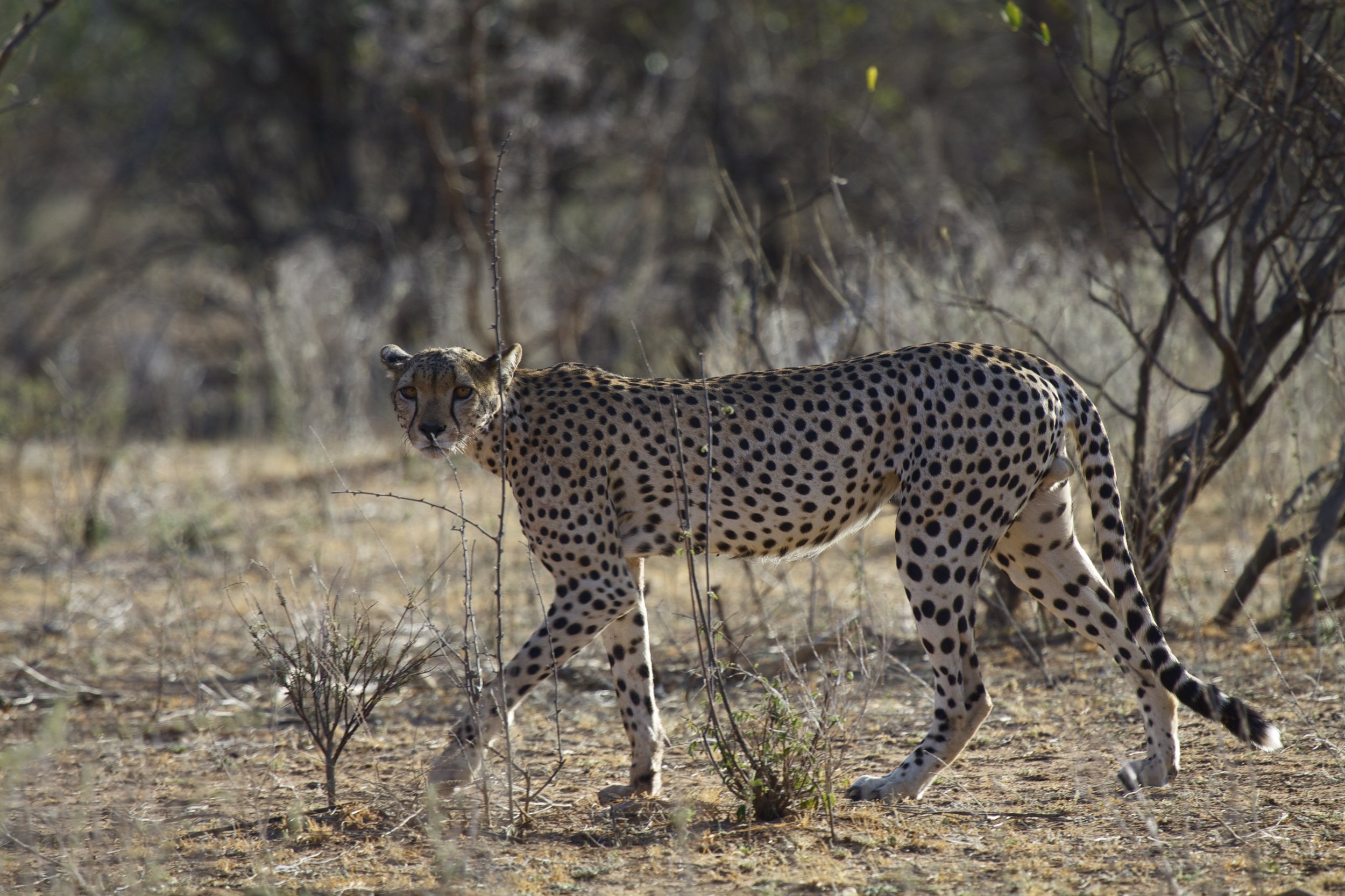 Cheetah.jpg