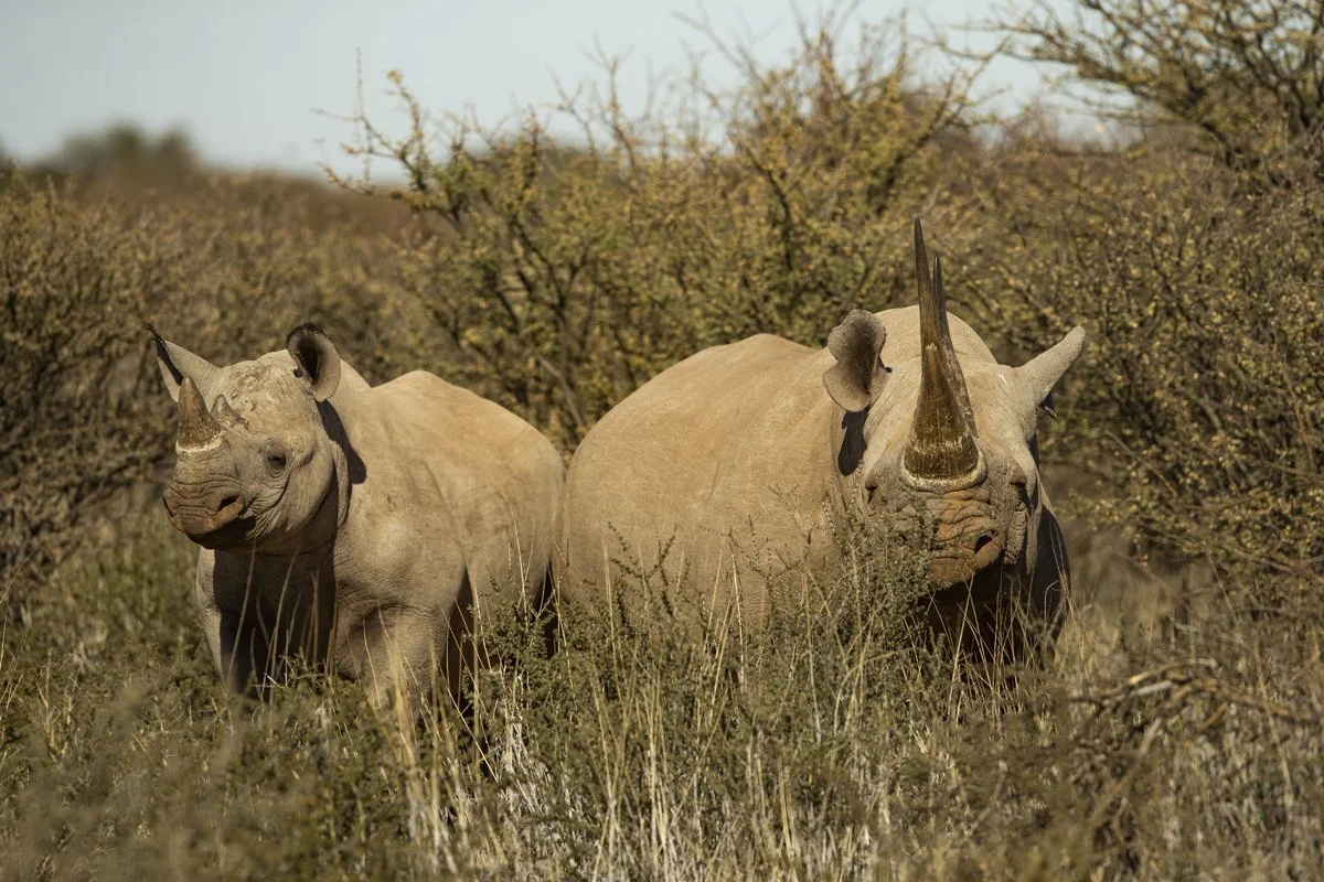 Mammal - Black Rhino.jpg