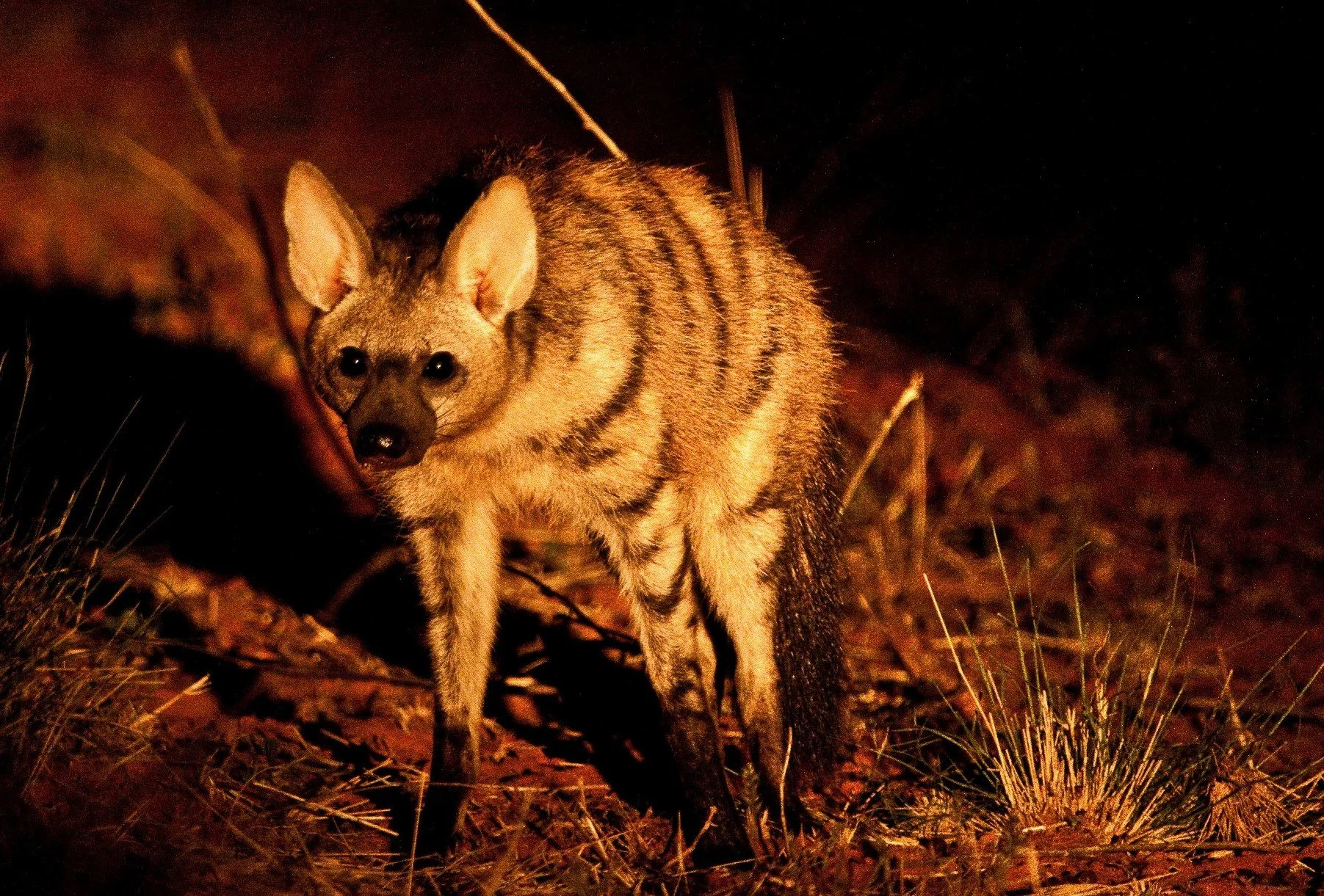 Mammal - Aardwolf.jpg