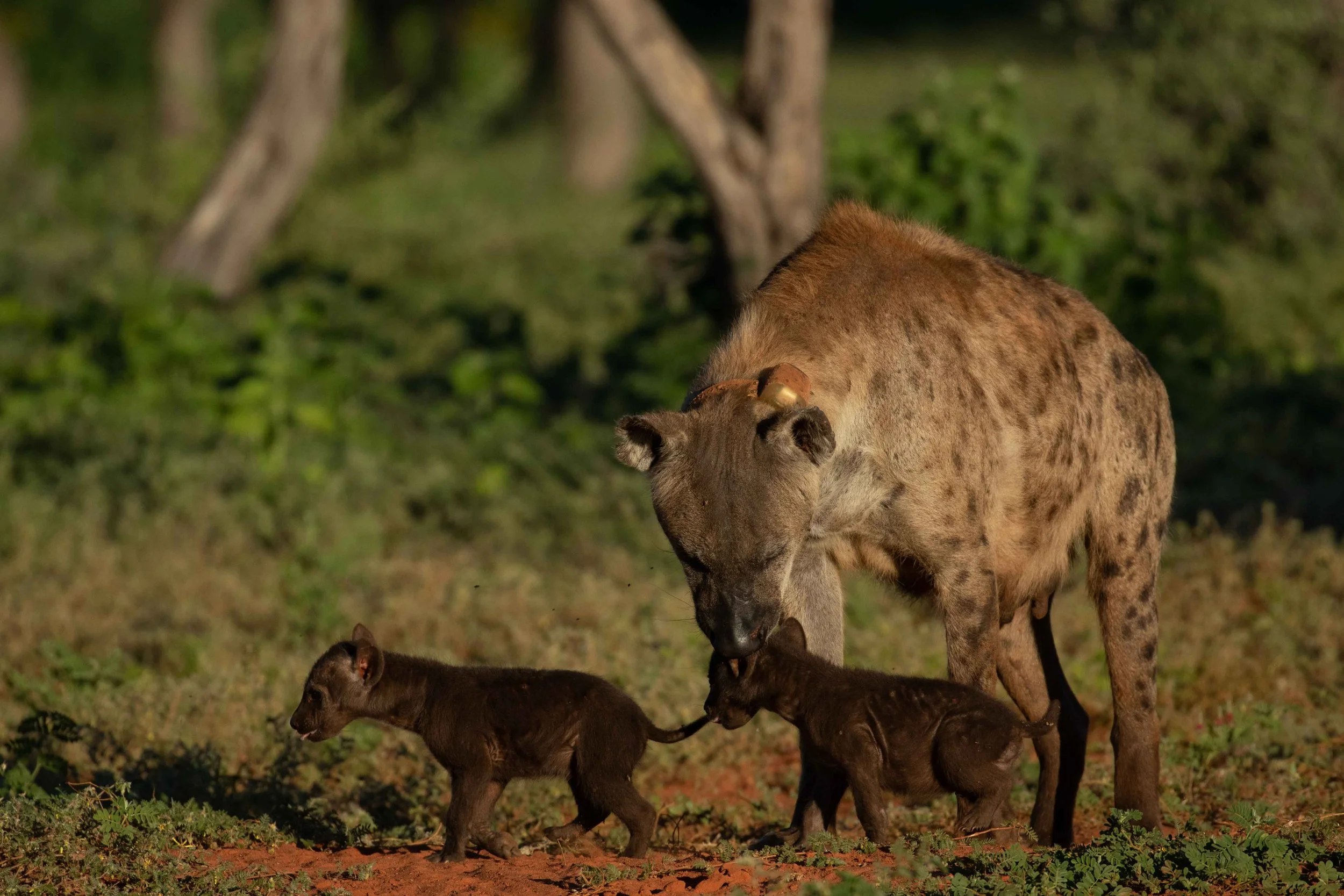 Mammal - Spotted hyena & cubs.jpeg