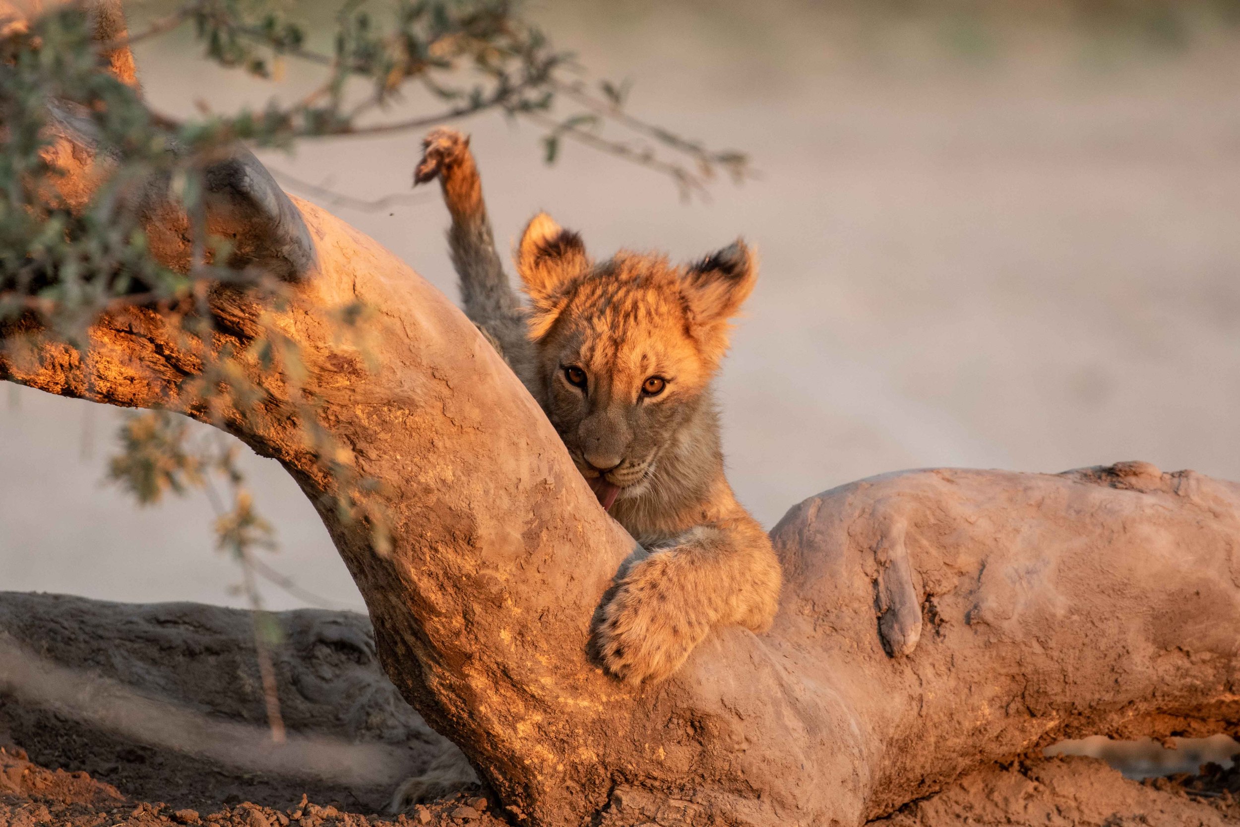 Mammal - Lion.jpeg