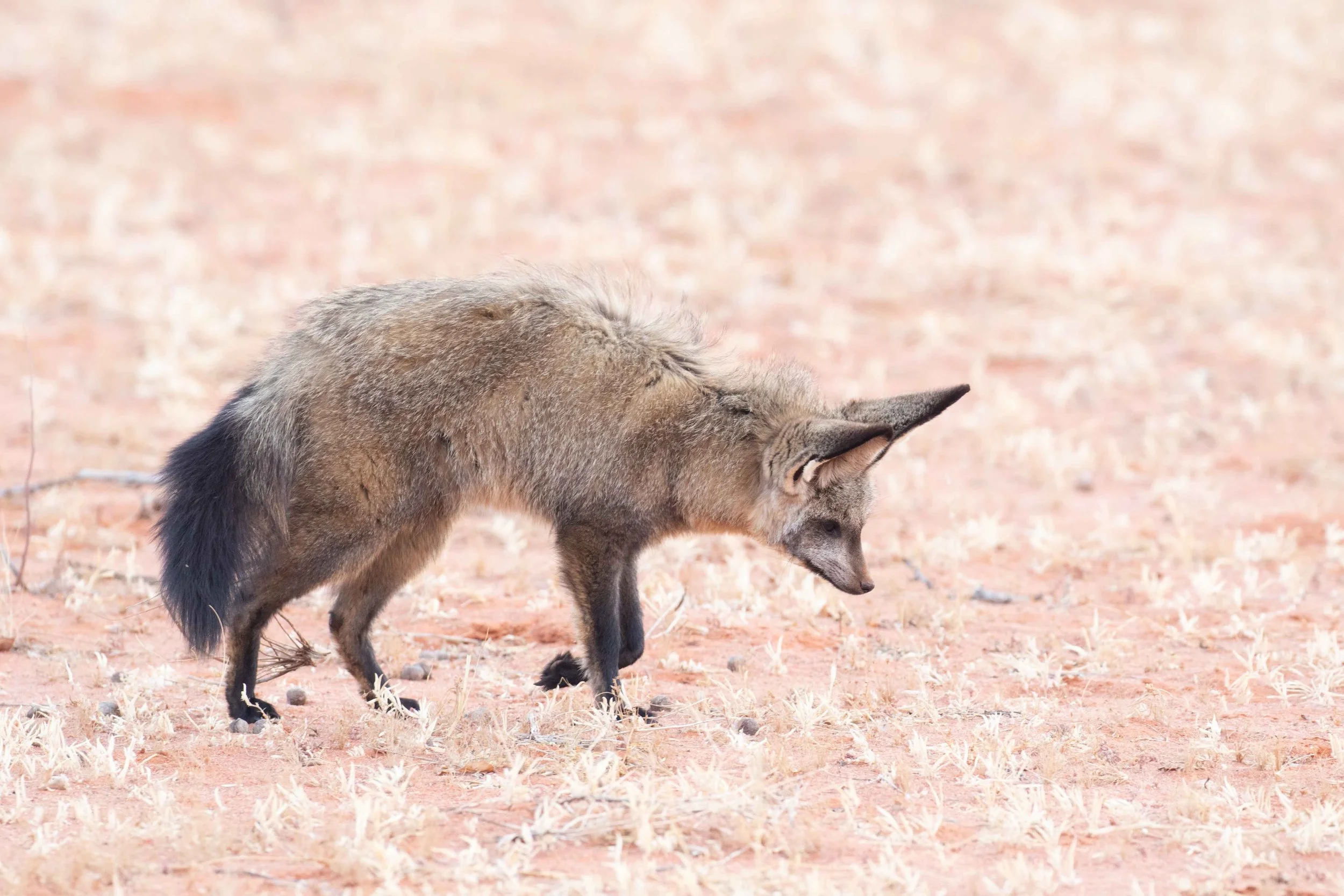 Mammal - Bat eared fox.jpeg